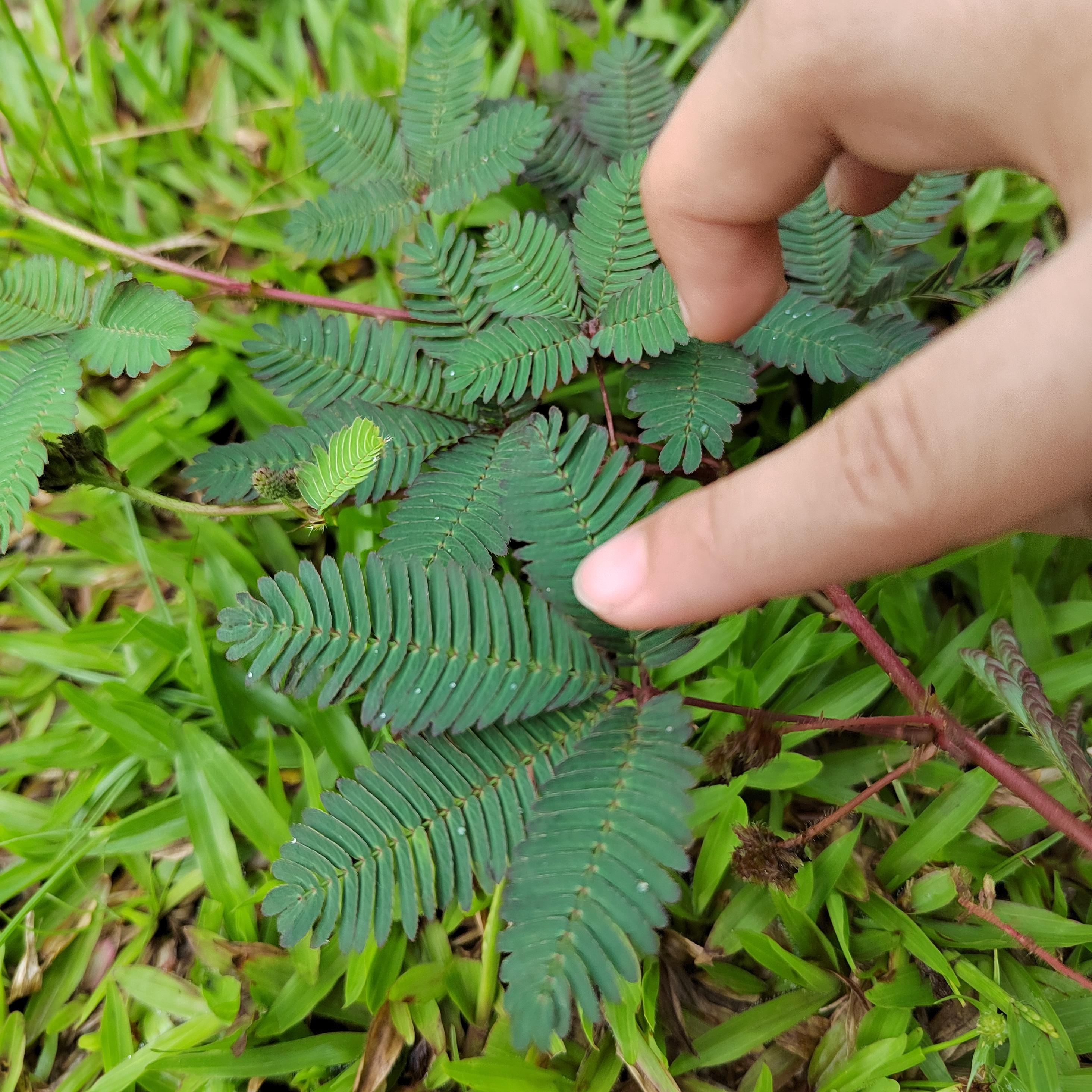 家有二仙女宝妈 的想法: 不要脸的植物