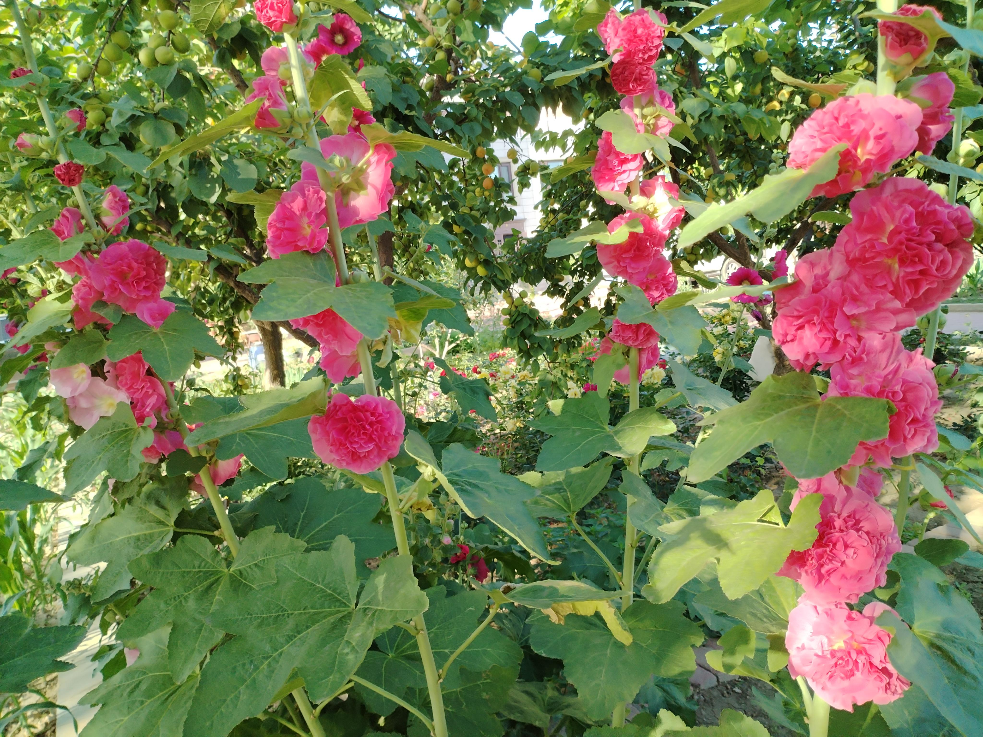 大麦熟花开鲜艳,漂亮,很