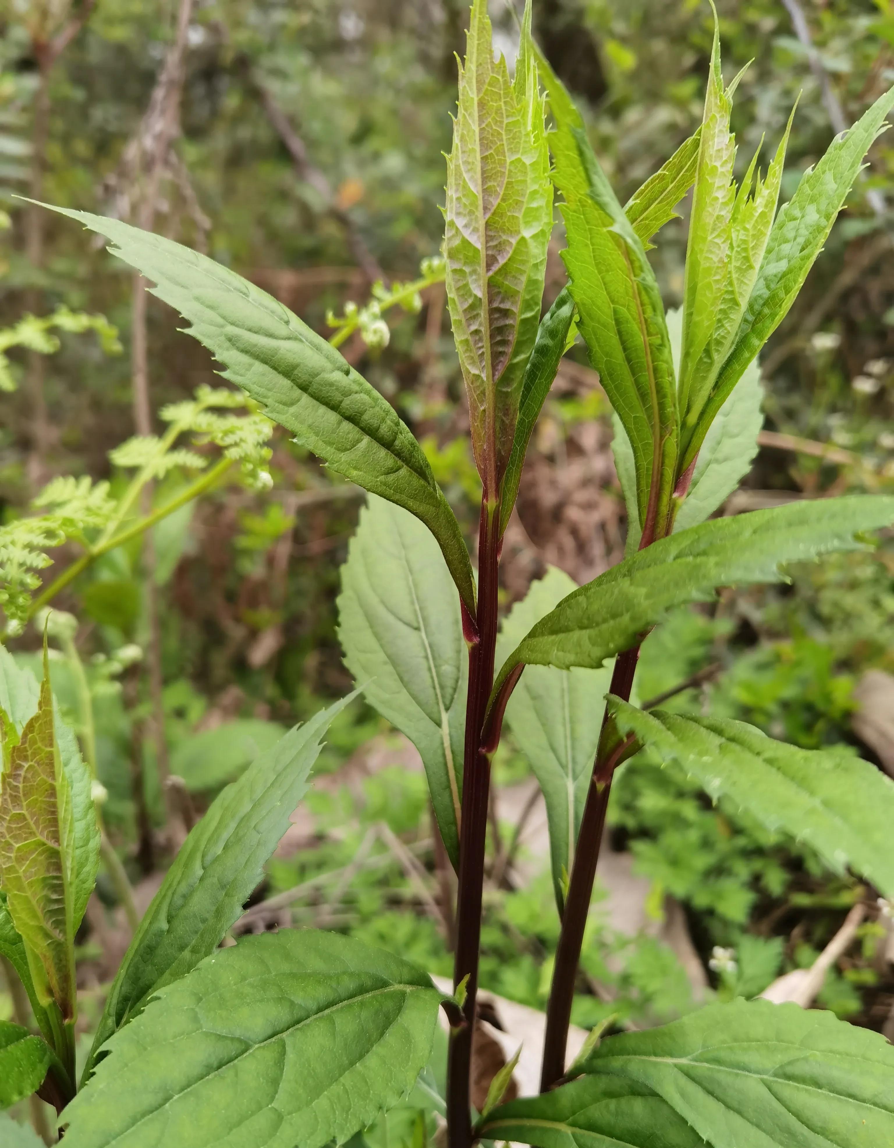 哈哈 的想法: 常见中草药