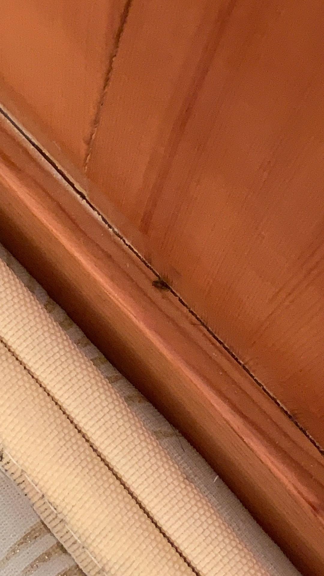木头 的想法: 床垫上的这种虫子是什么