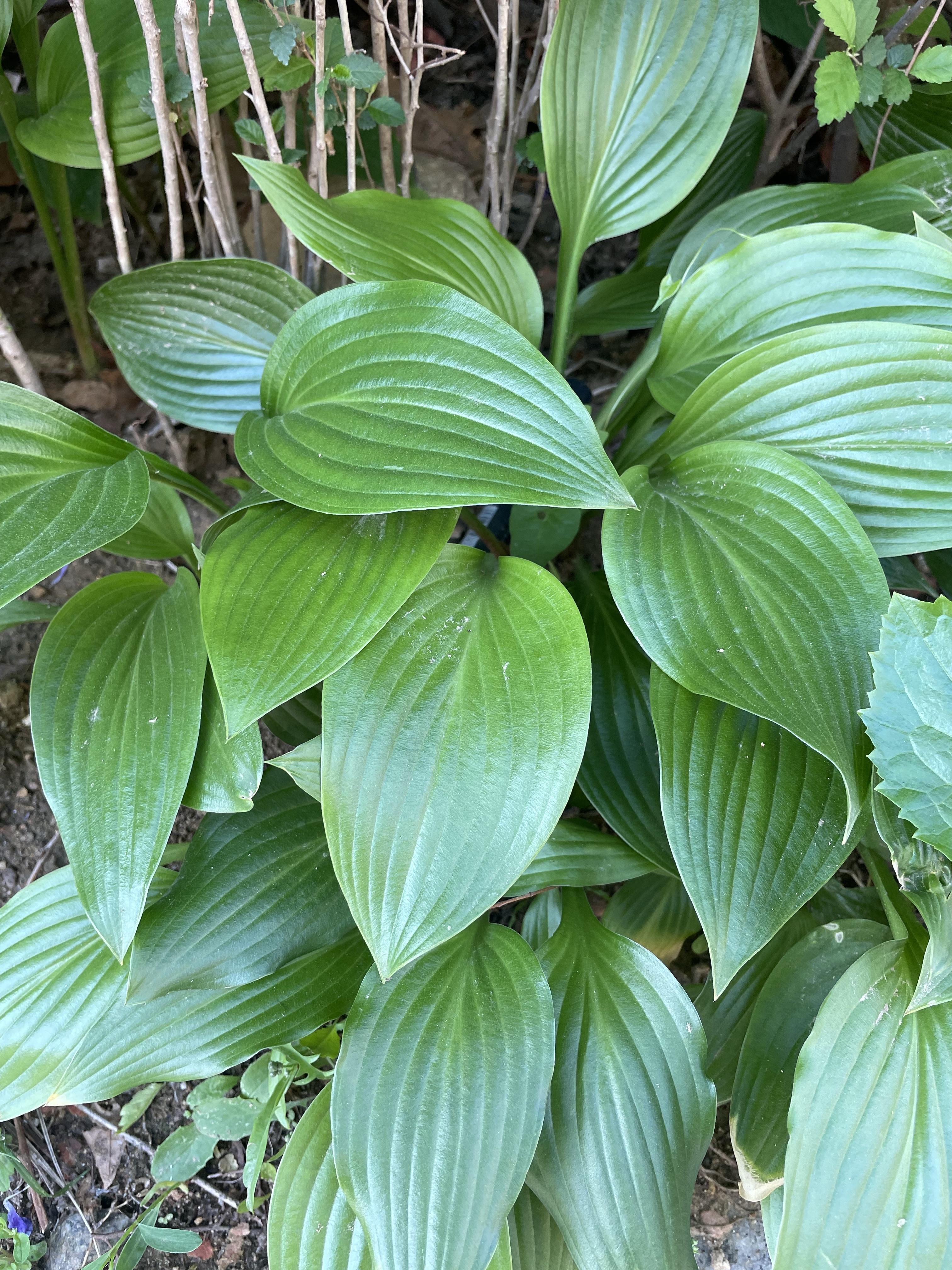昨晚婆婆给我发微信说楼上邻居上山采了很多野菜给她这么多结果