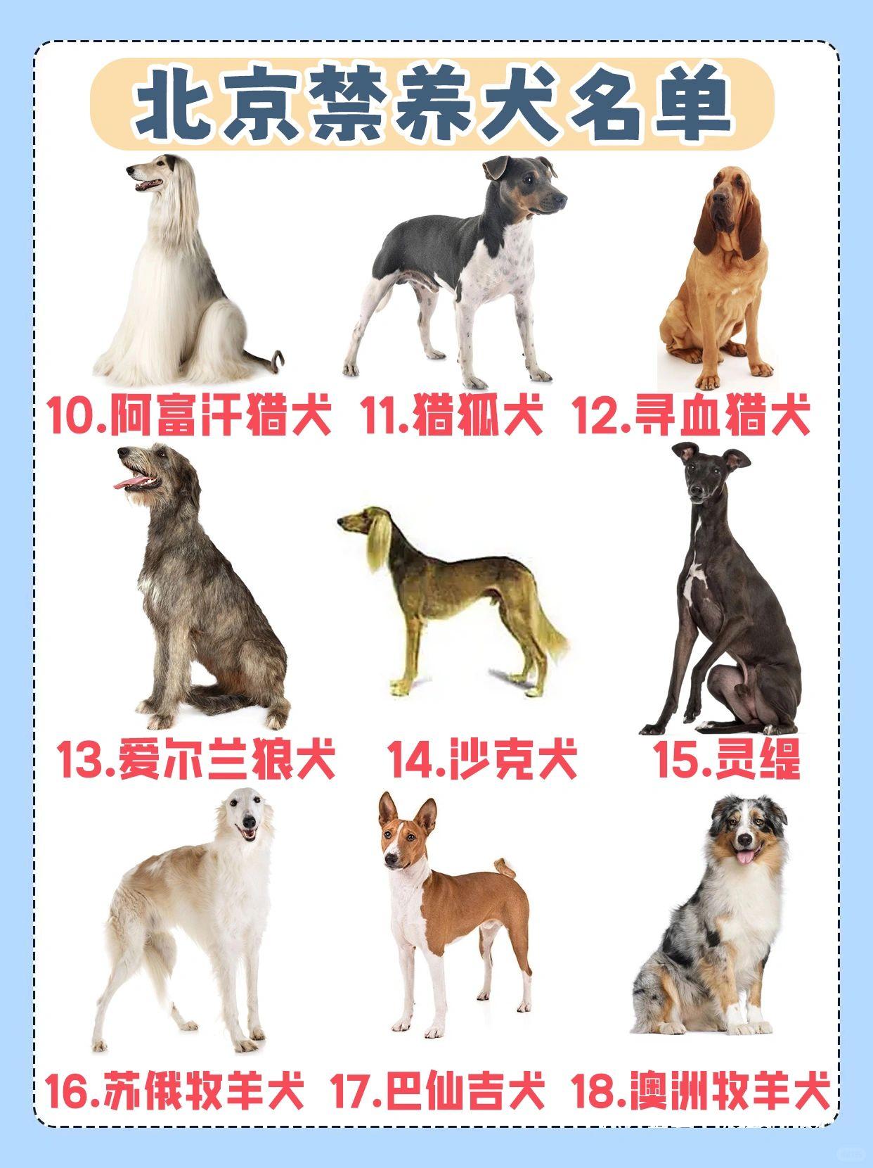 破折号 的想法: 北京市禁养犬只名单 | 再喜欢也不能在城市里饲养,禁