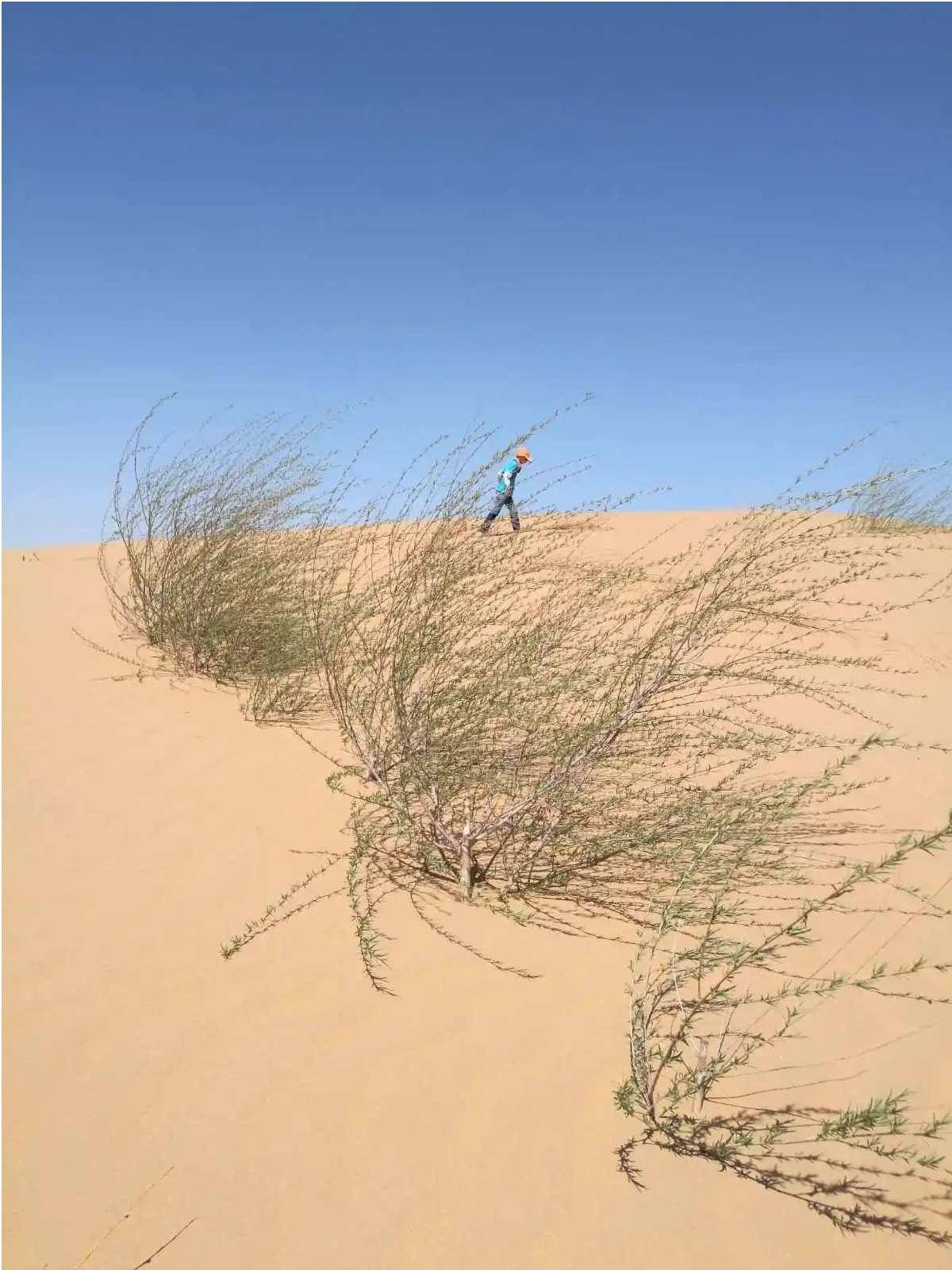 植物知乎 的想法: 沙漠植物:沙柳