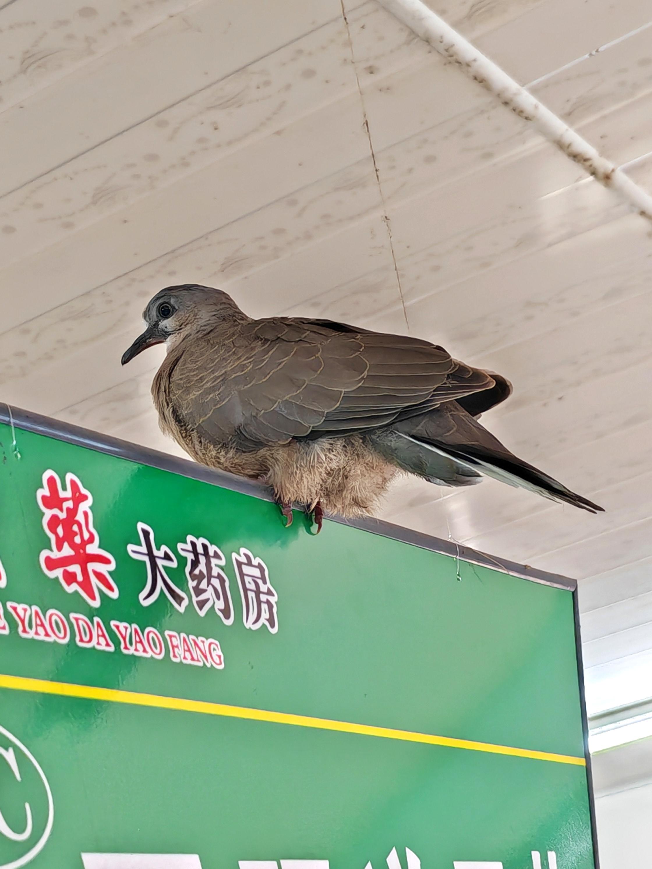 猫猫城 的想法: 抓不到的鸟