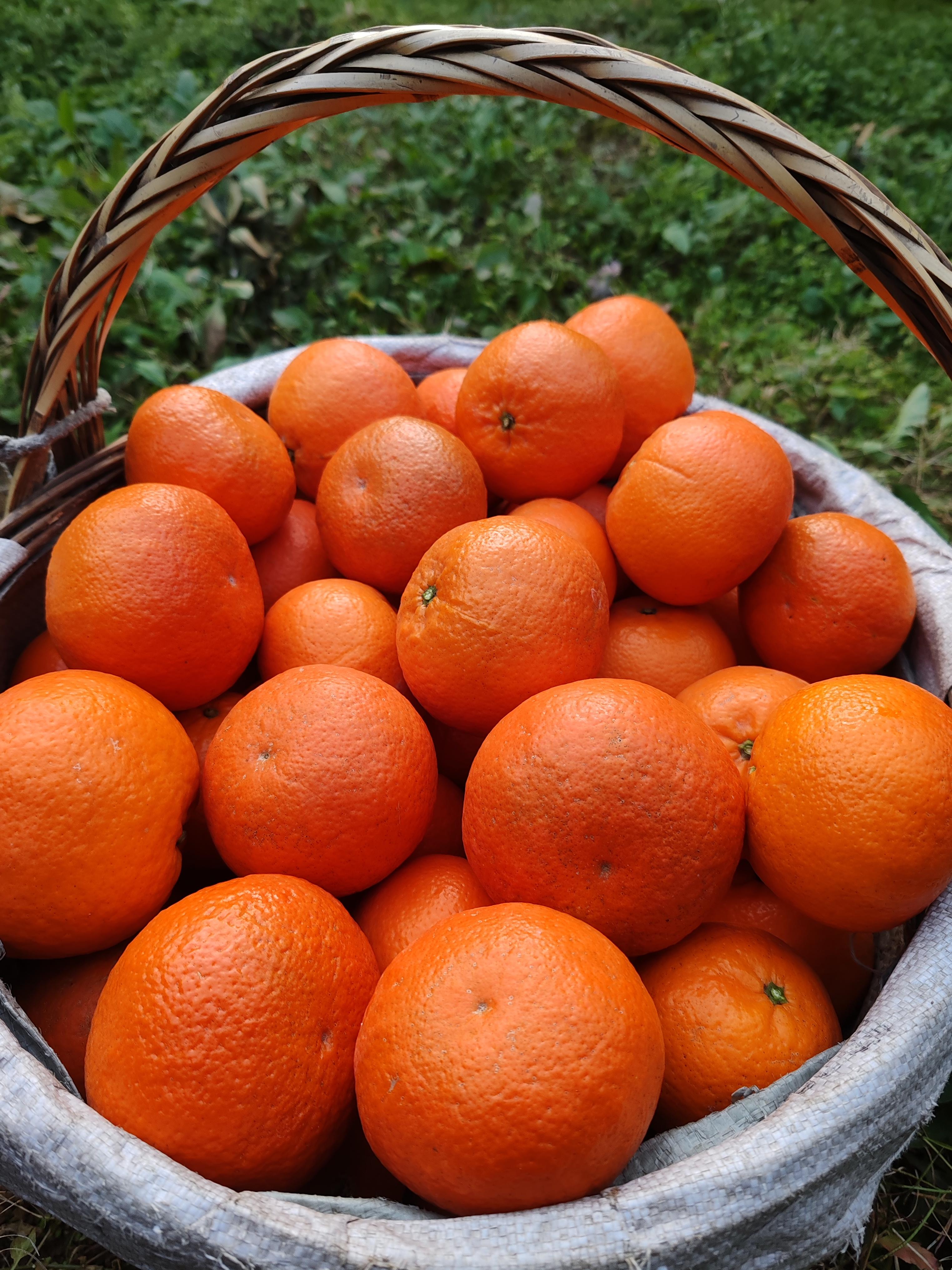 杂柑,有点儿香,终于开始采摘了