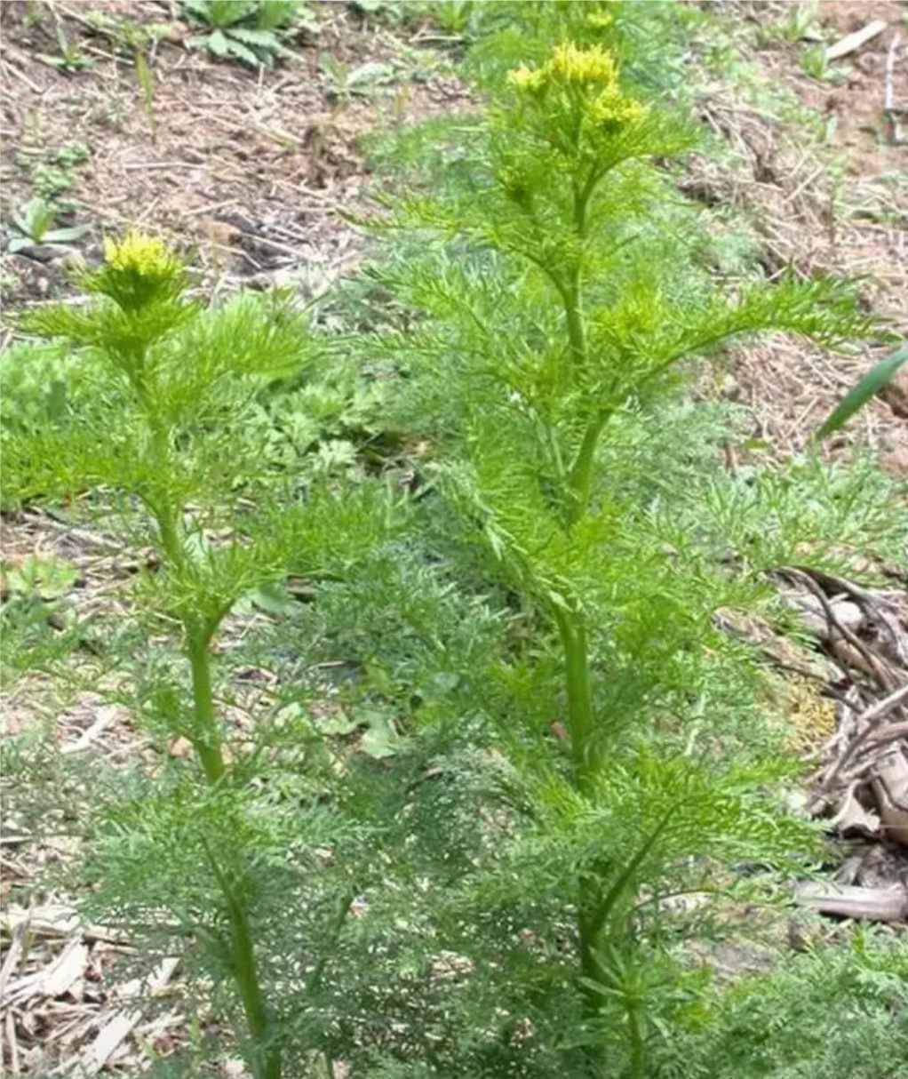 37度的温暖 的想法: 春食麦蒿正当时