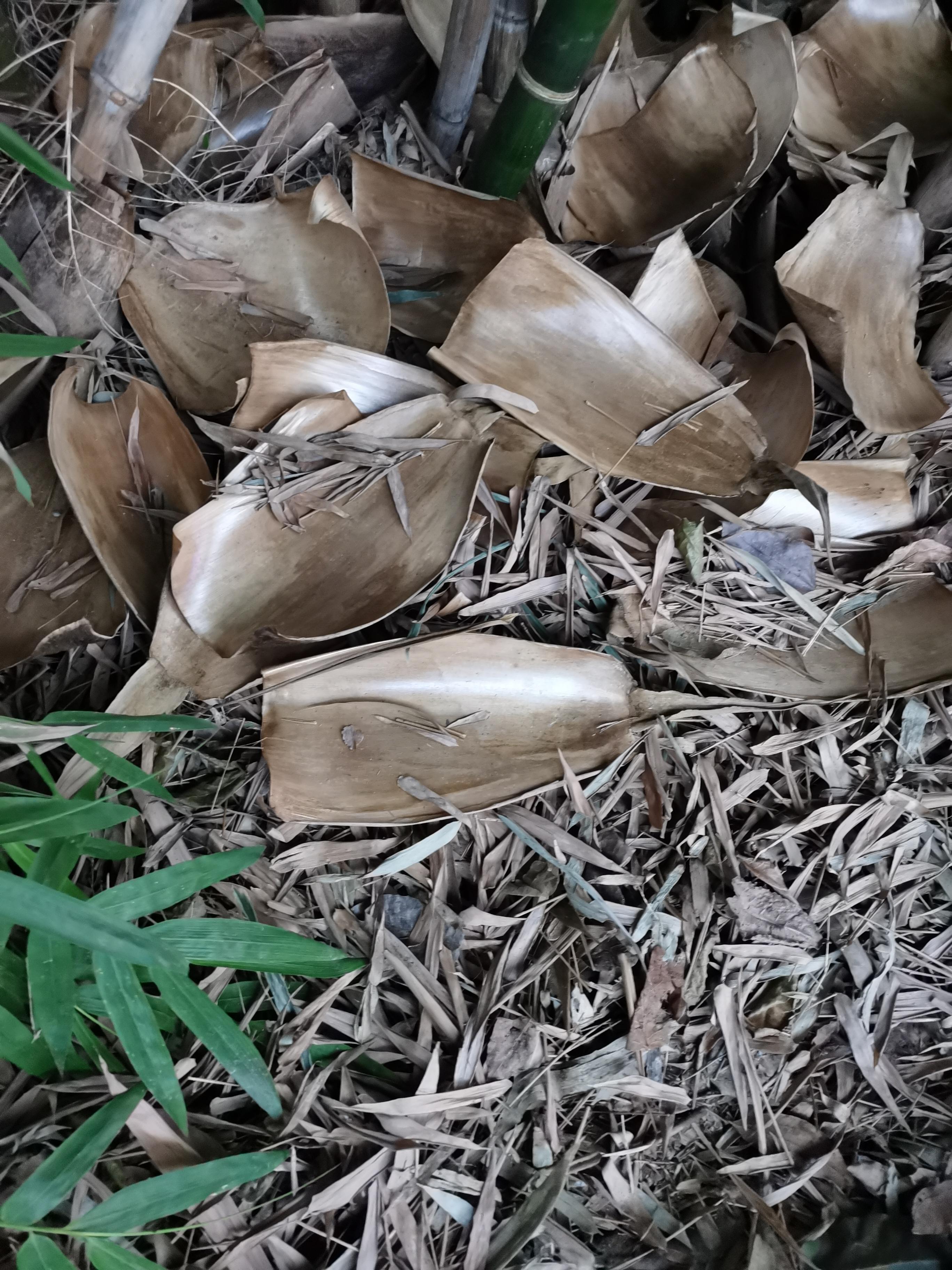 自由飞翔 的想法: 笋壳