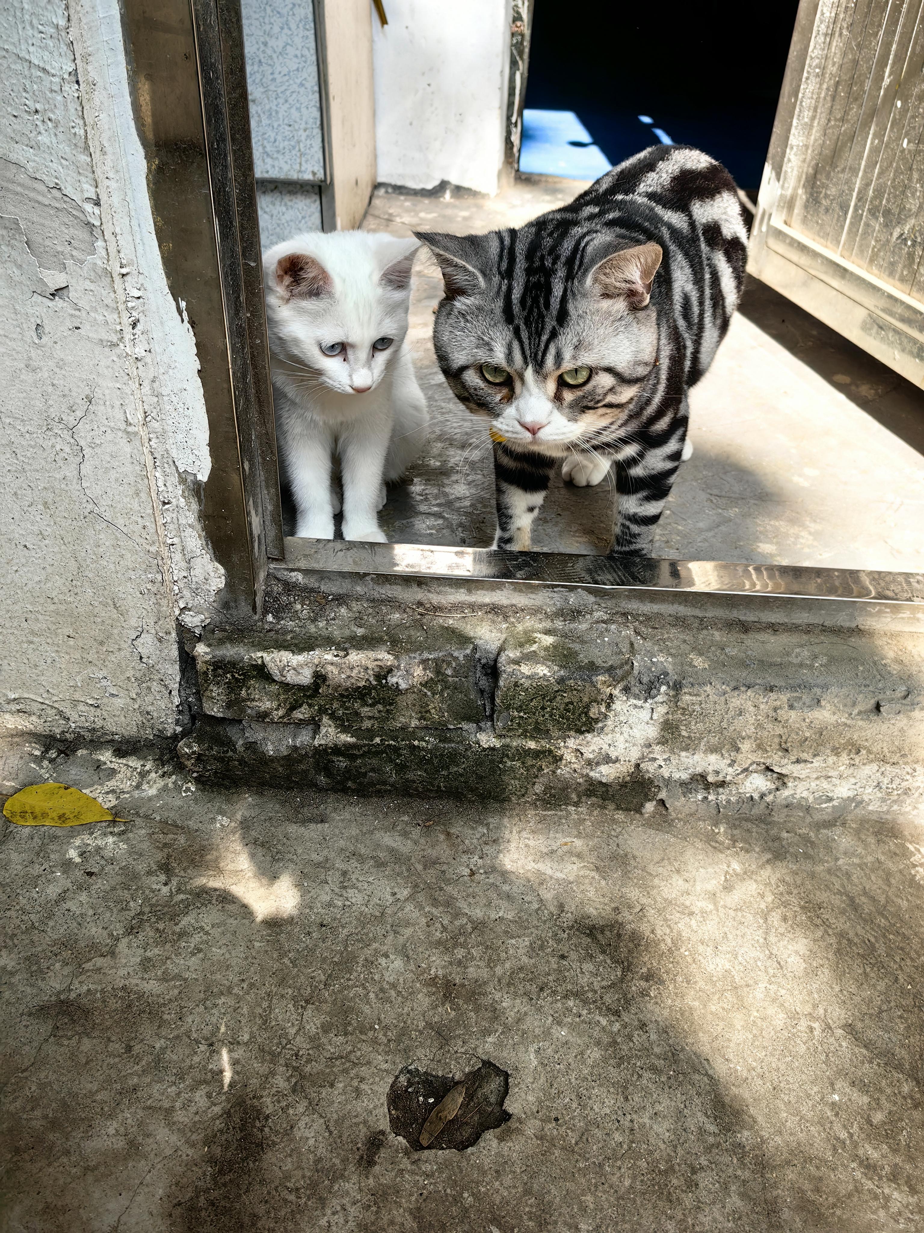 李宛聪 的想法: 我的养猫日记 |  a data-pin-topic="zhihu://topic