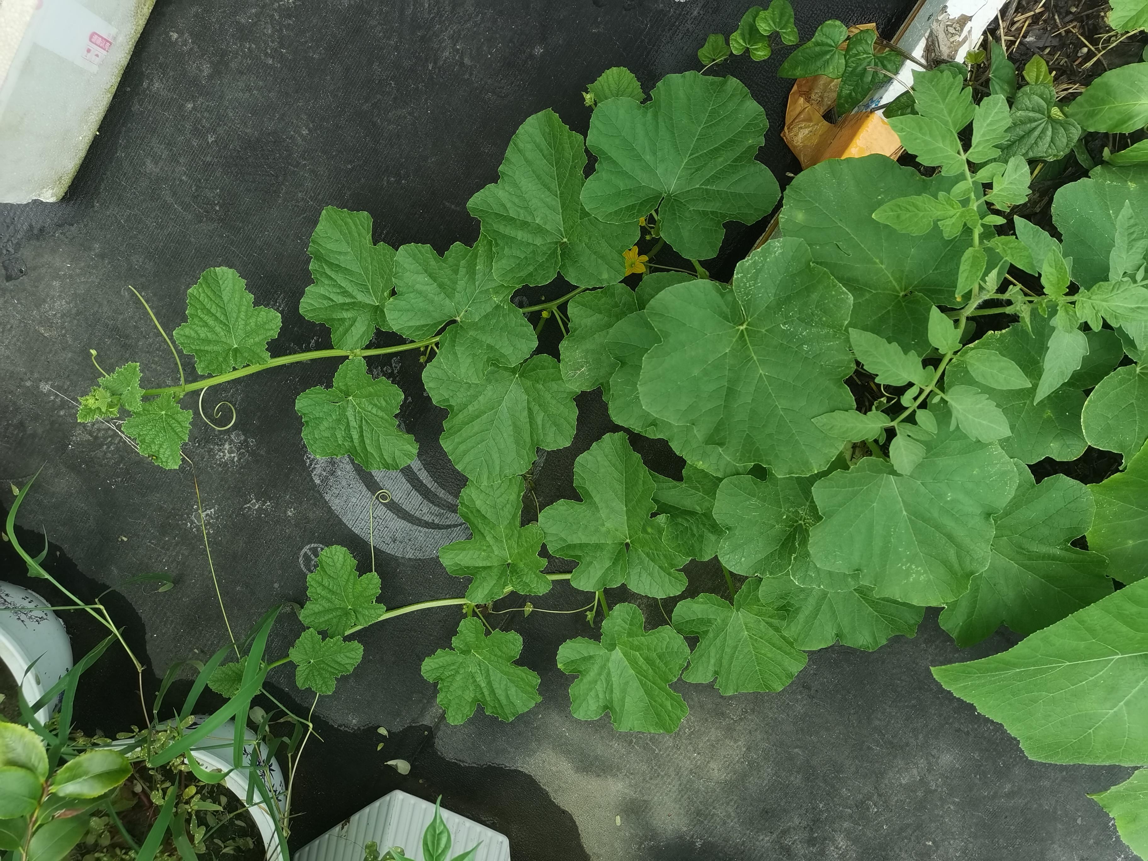 武汉奇人李战云 的想法: 《楼顶上的甜瓜藤开花,结瓜了》