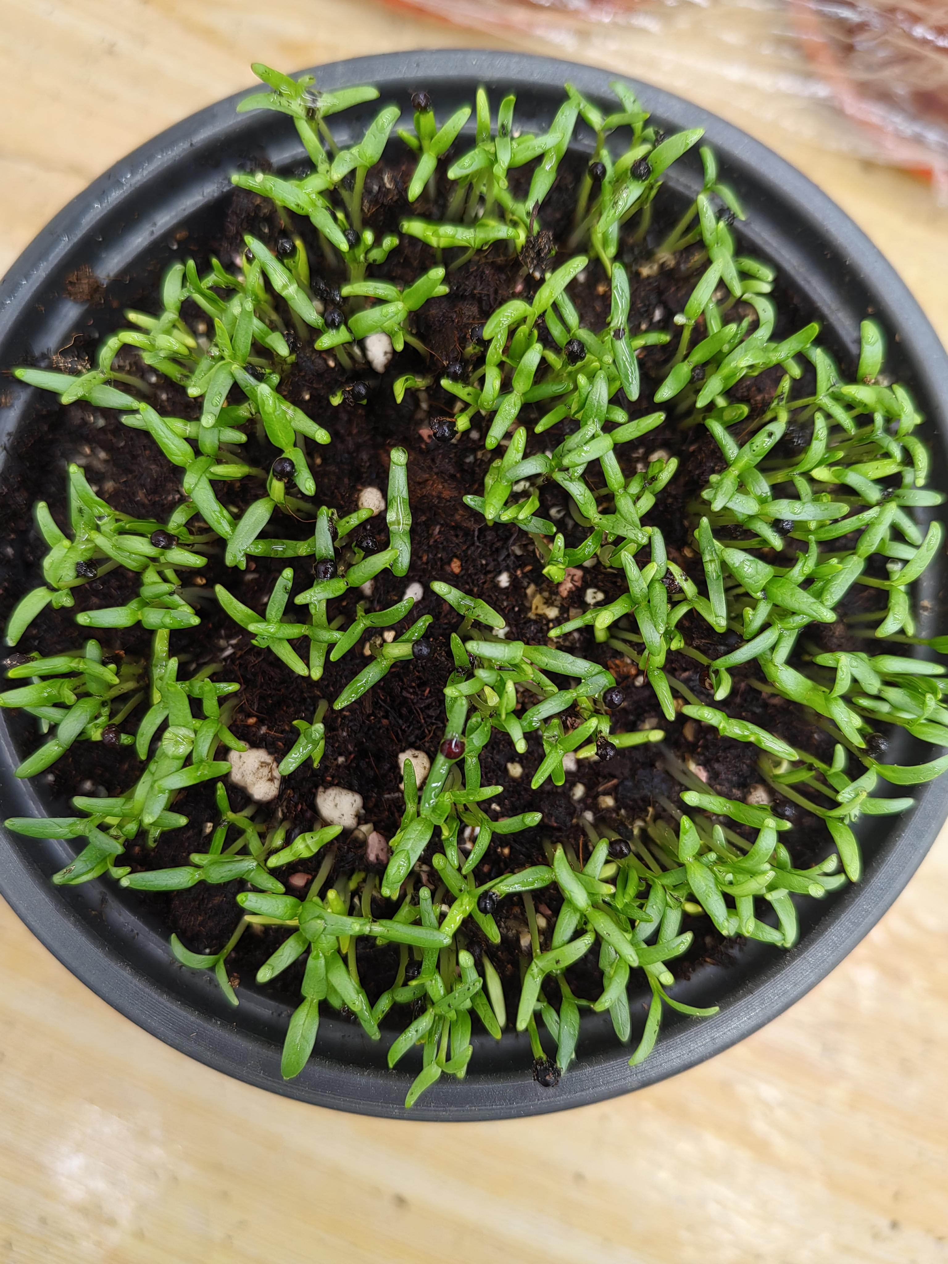 种植满天星的第六天