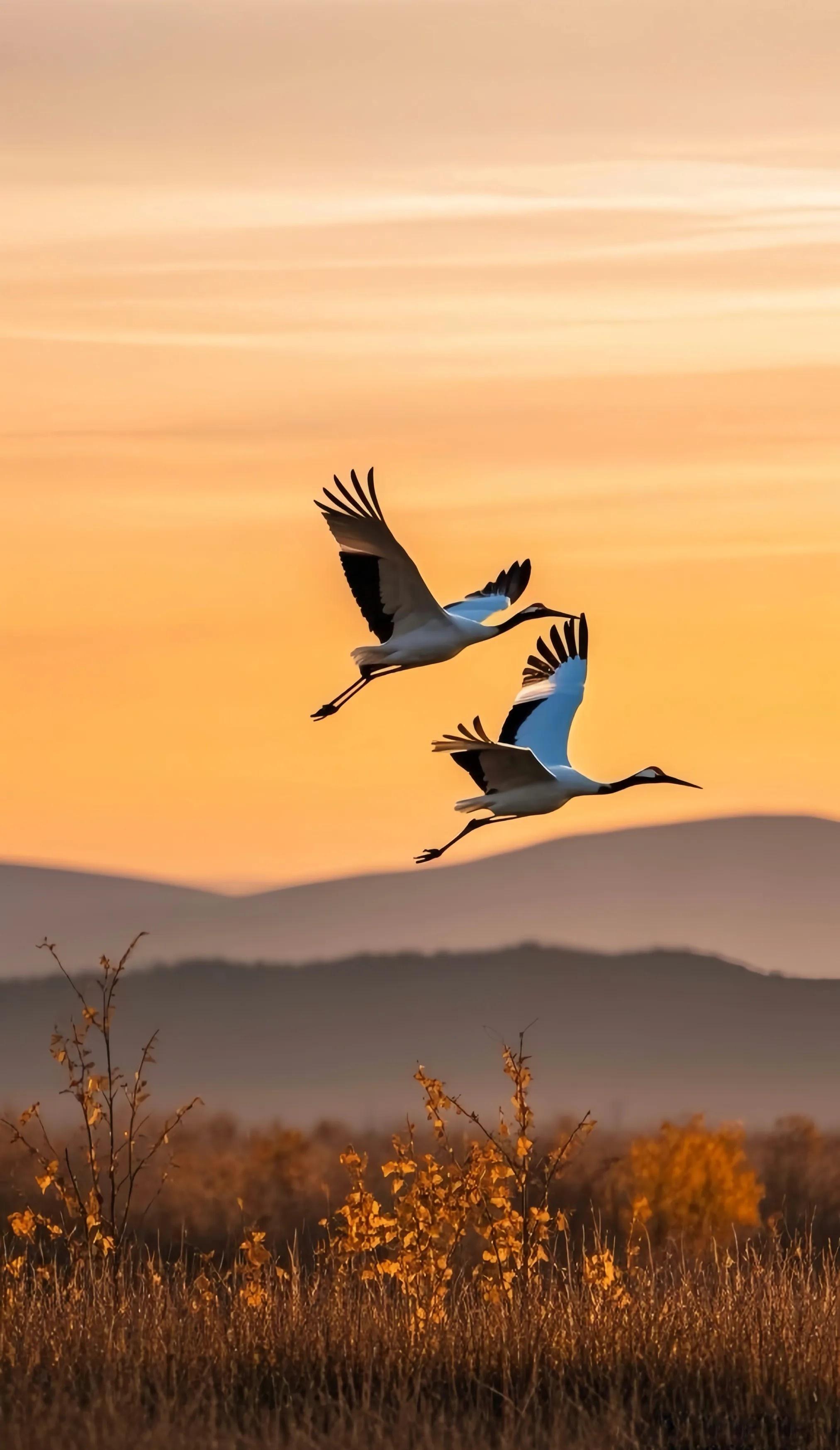 成吉思汉 的想法: 天地双飞鸟