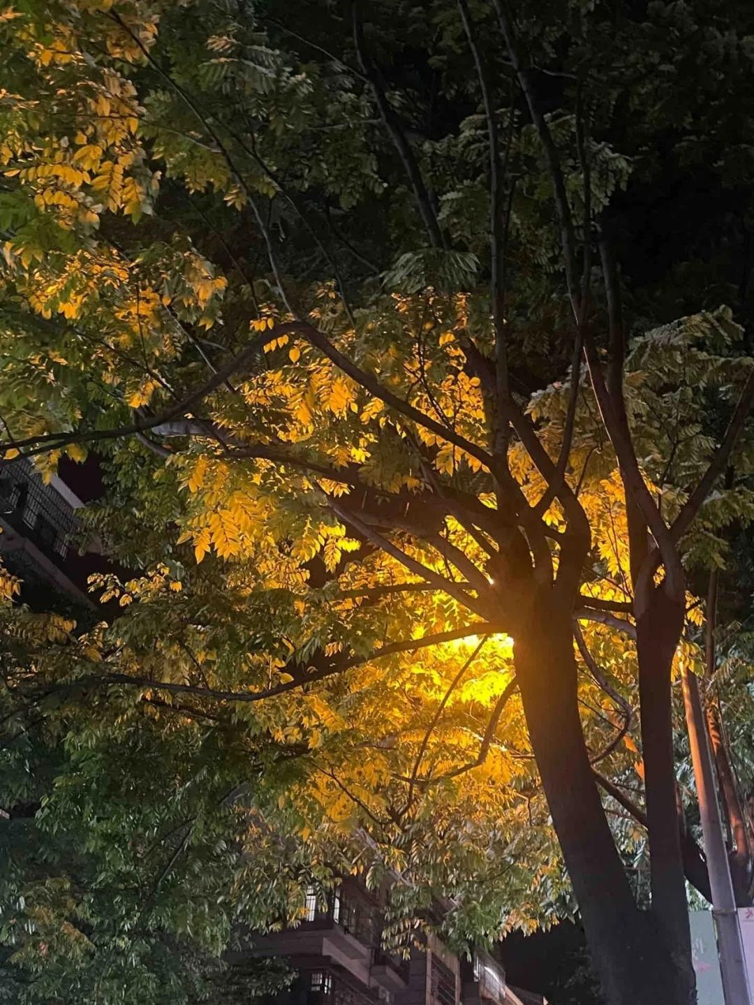 你听我说 的想法: 秋天的夜晚