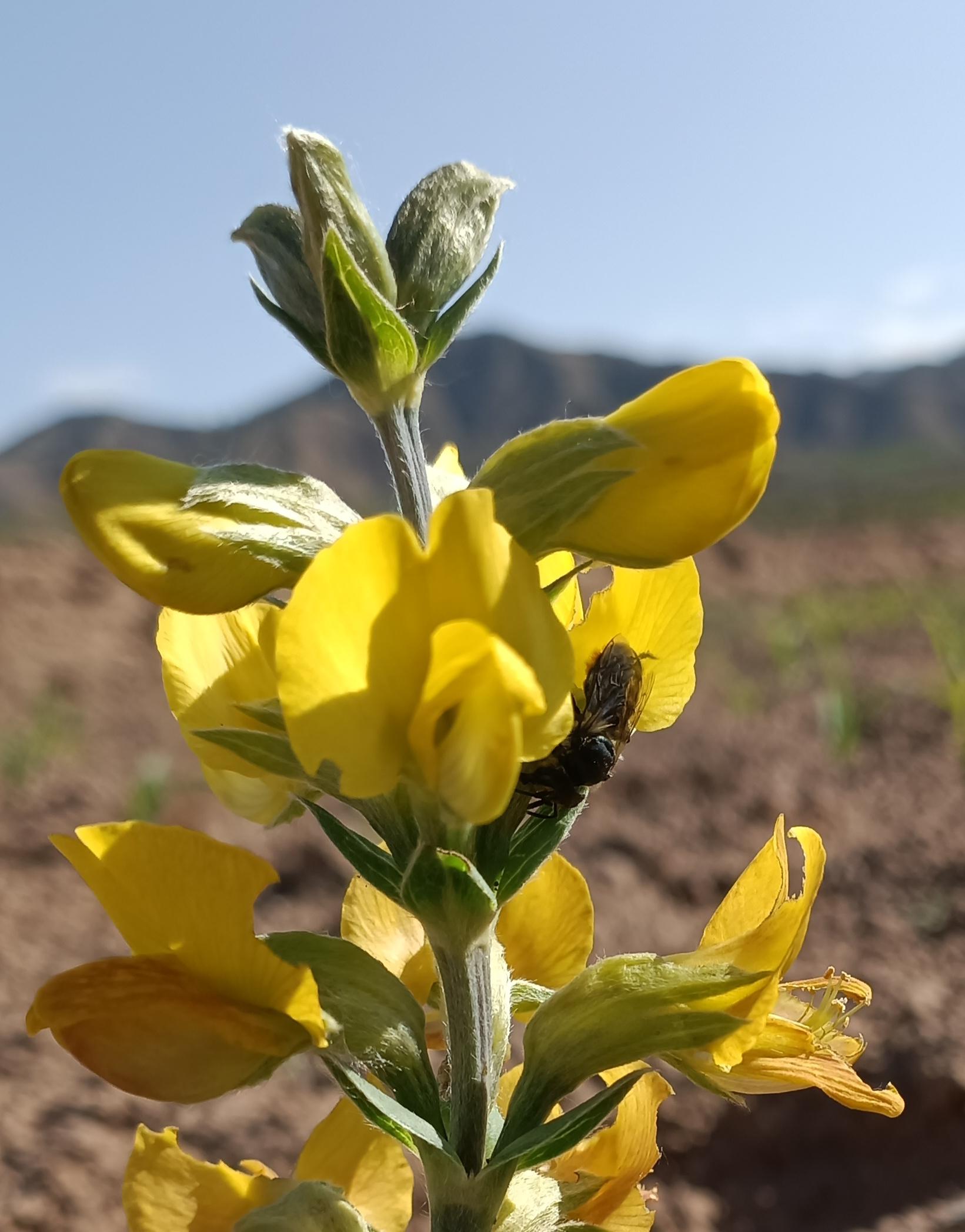 枫林 的想法: 披针叶野决明