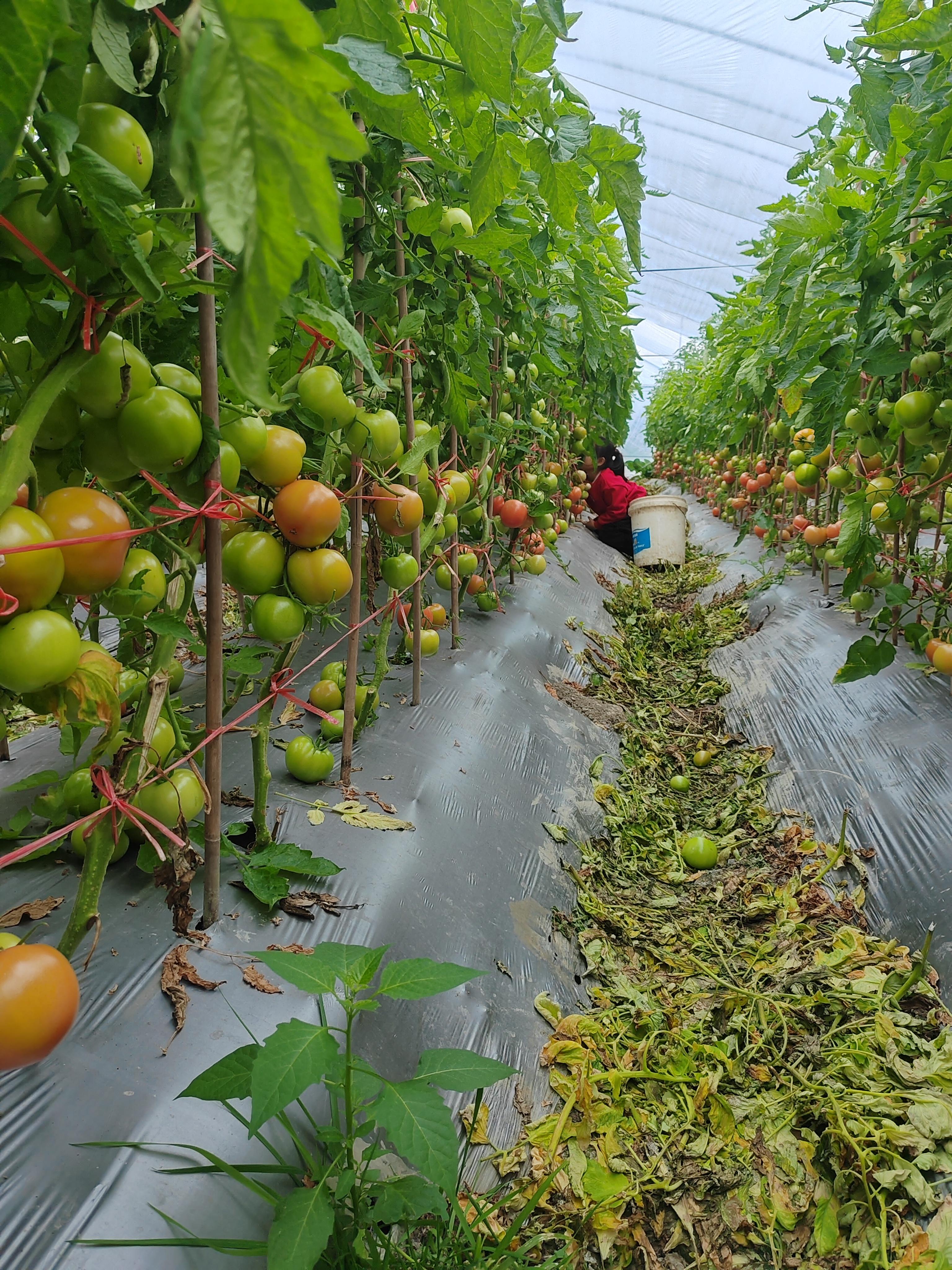 甲子烨 的想法: 西红柿采摘