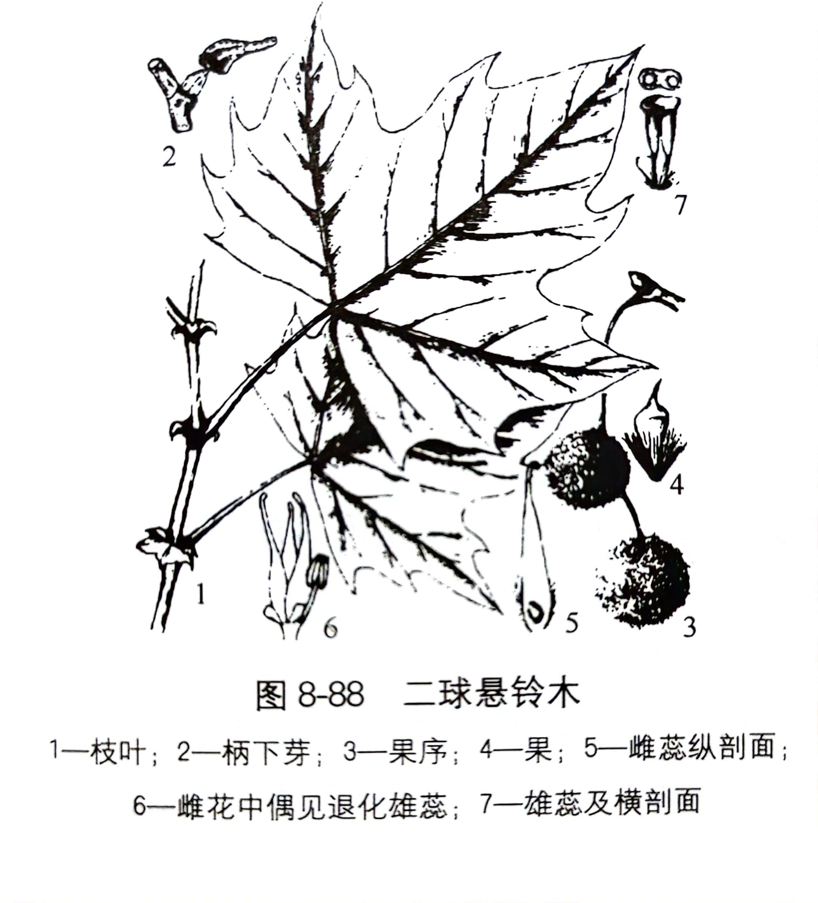 二球悬铃木(英桐,悬铃木) platanus hispanica muench