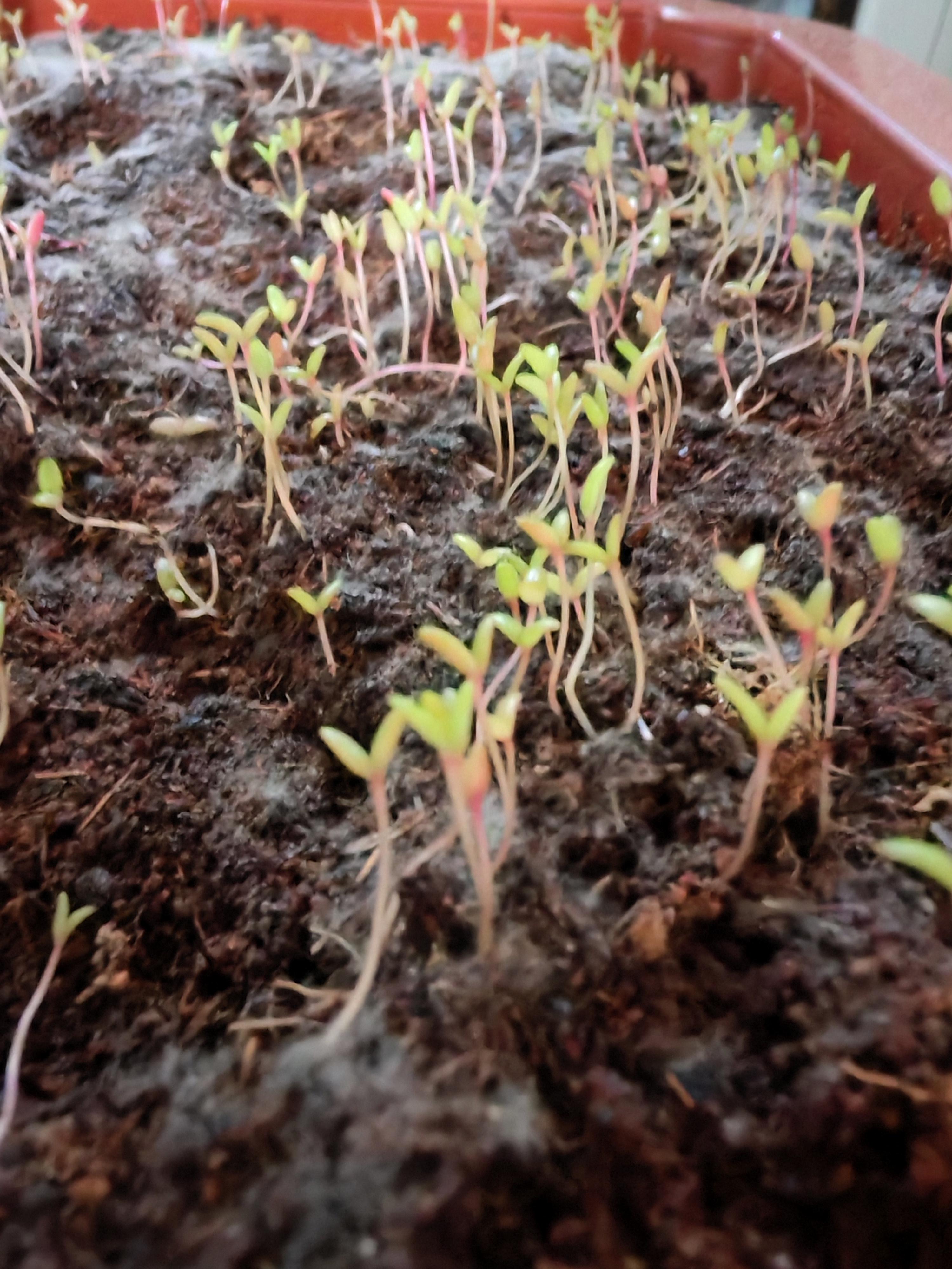 用的椰砖土,发芽都十多天了,就不长了是土不好,还是温度不够啊