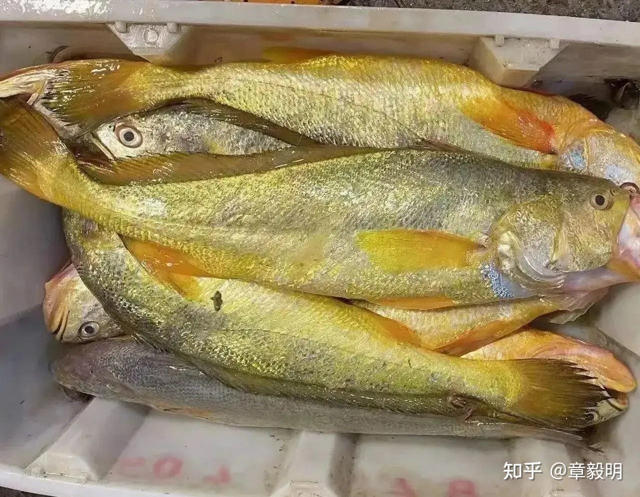 等到好久 的想法: 野生大黄鱼的习性与大量繁殖的条件 | 野生大黄鱼,学名为Larimichthys crocea,是一种广泛分布于中国沿海 ...