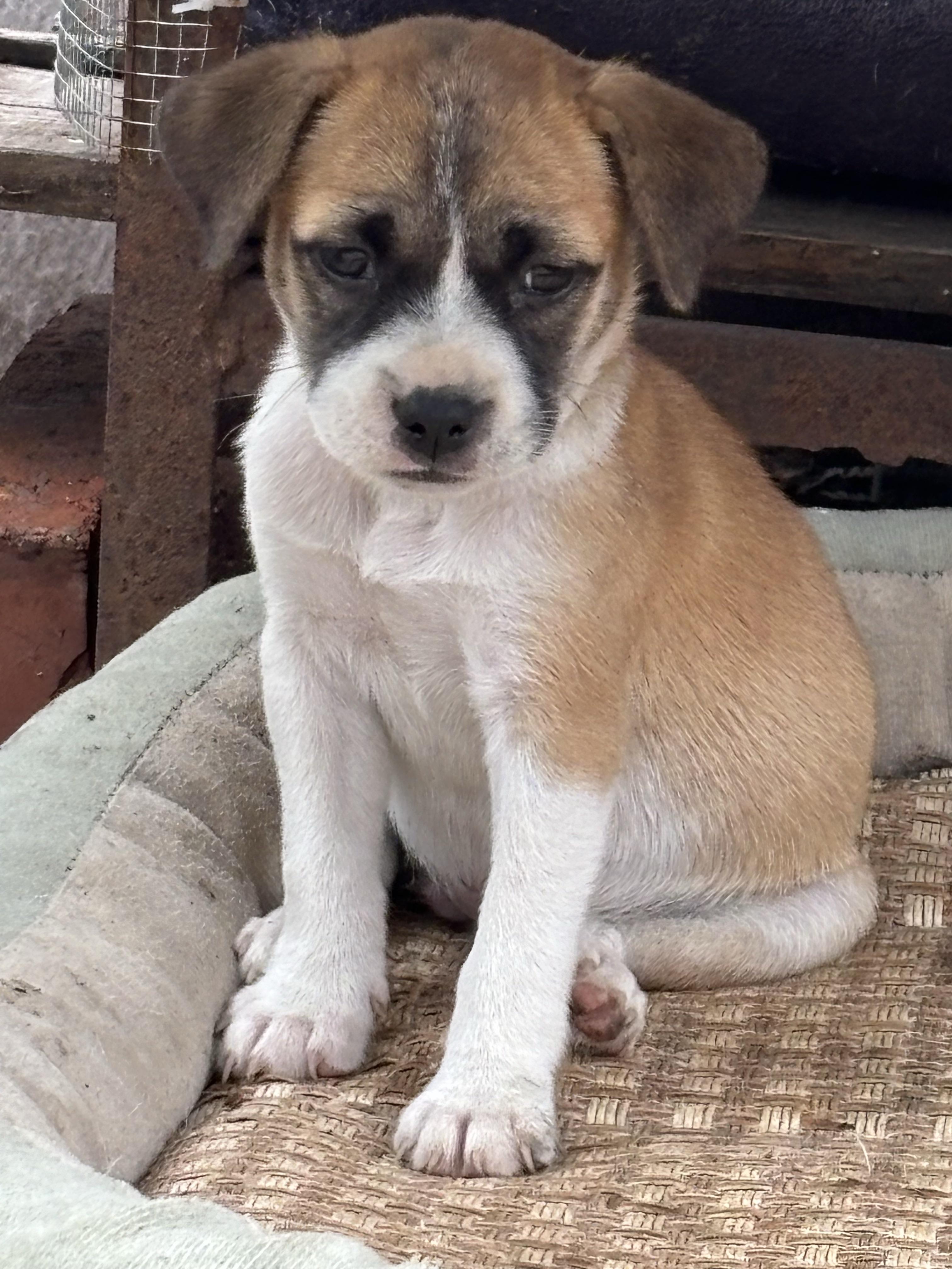 用户xmmbad 的想法: 小小的狗子