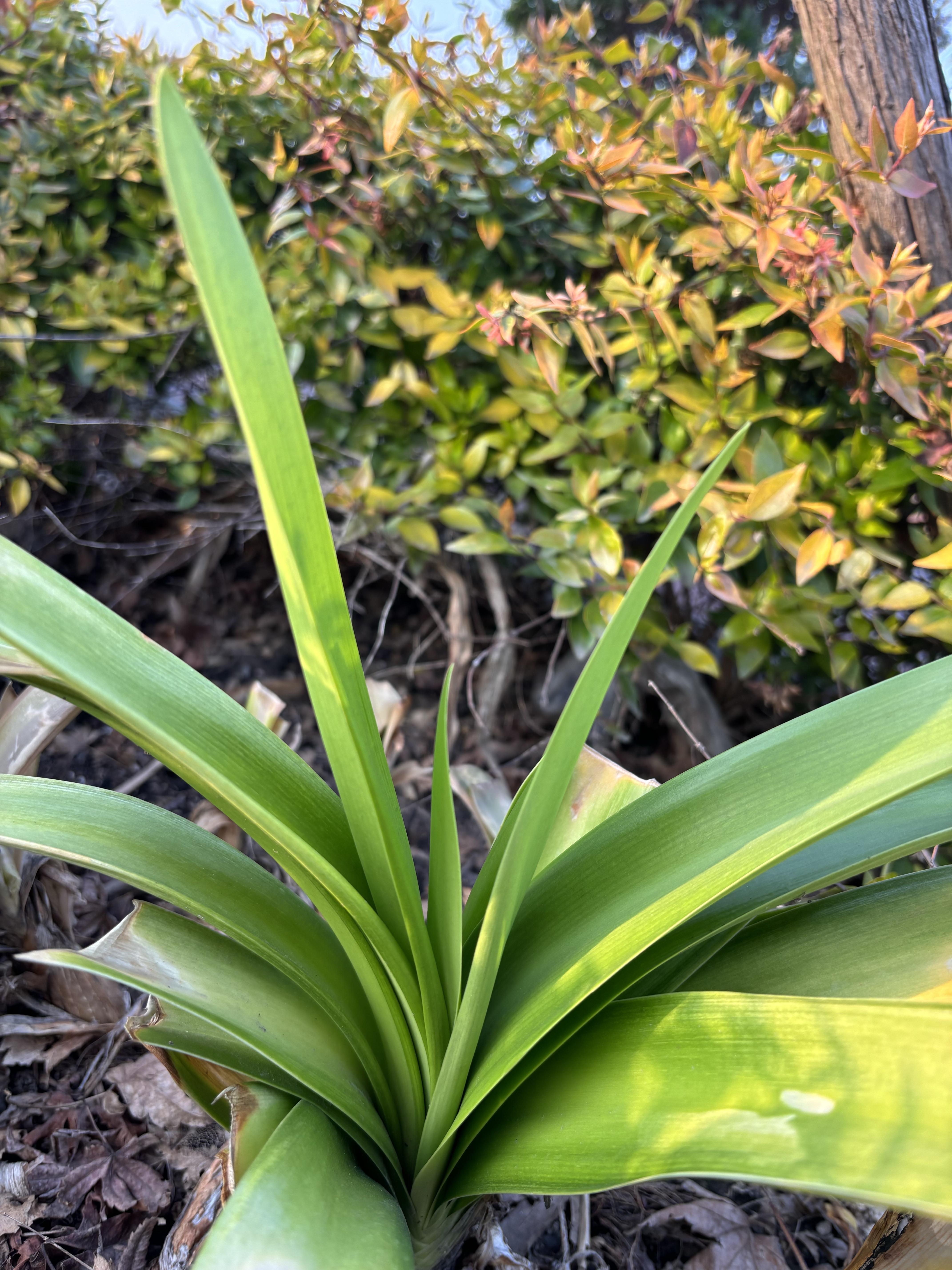 绿色的蝴蝶花,在春天里吸收着泥土中的营养,使