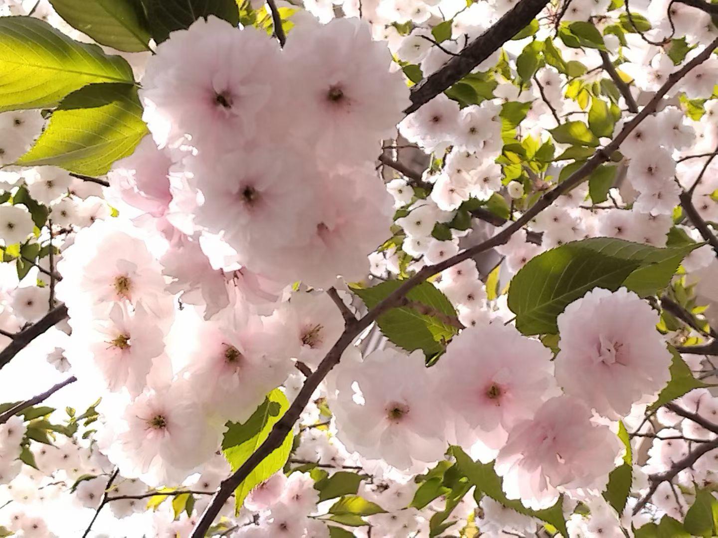 晚来天欲雪 的想法: 天津,大叶樱花