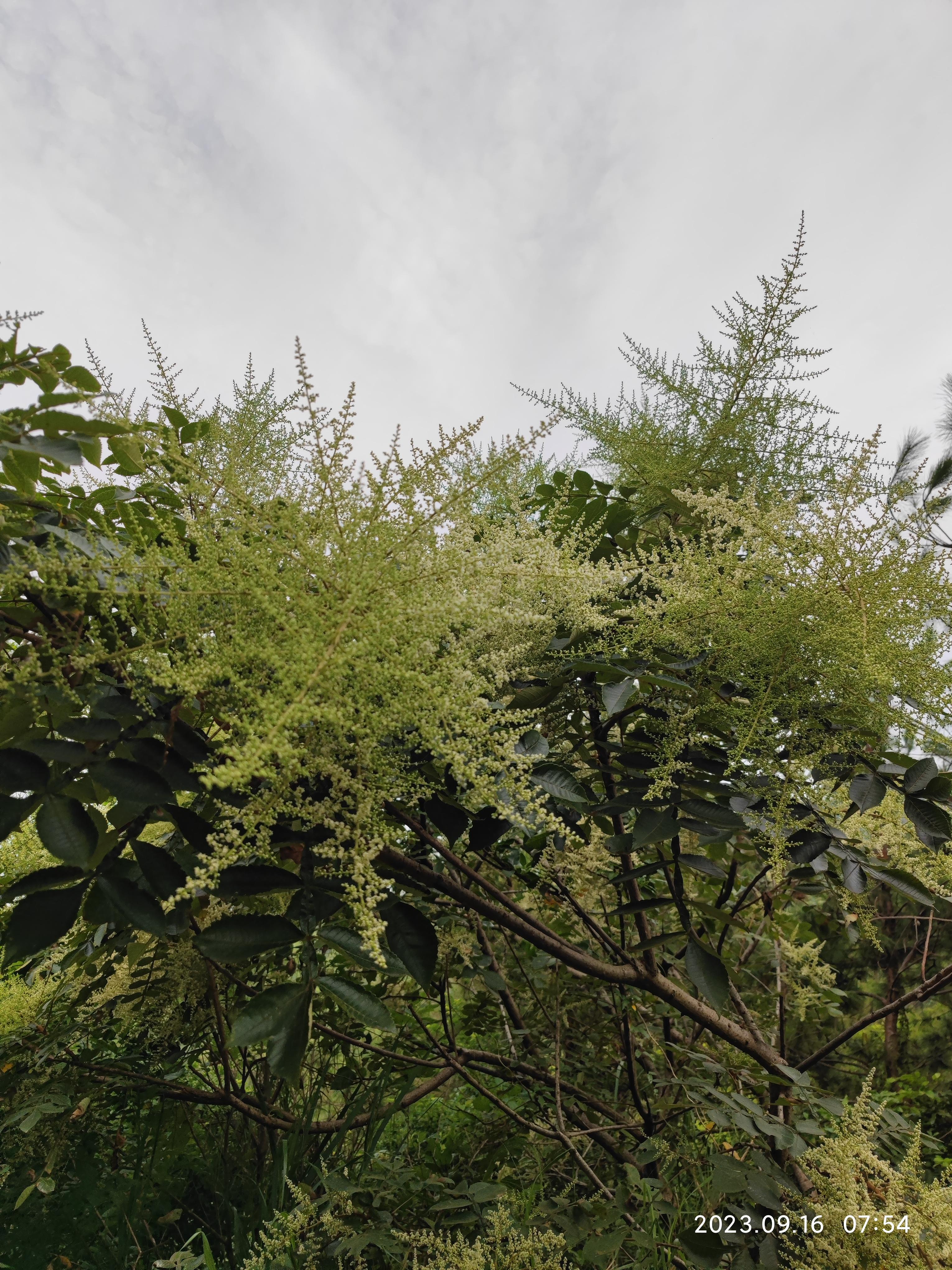 天空云 的想法: 百草治百病之盐肤木