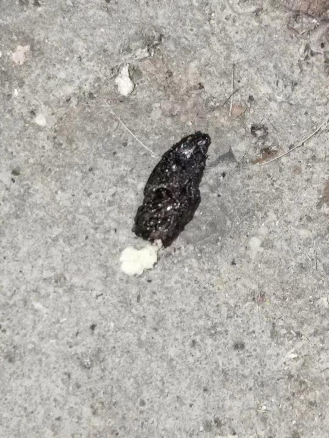 因为壁虎撒尿拉屎一起走,尿液的成分主要是尿酸,尿酸为白色结晶,难溶