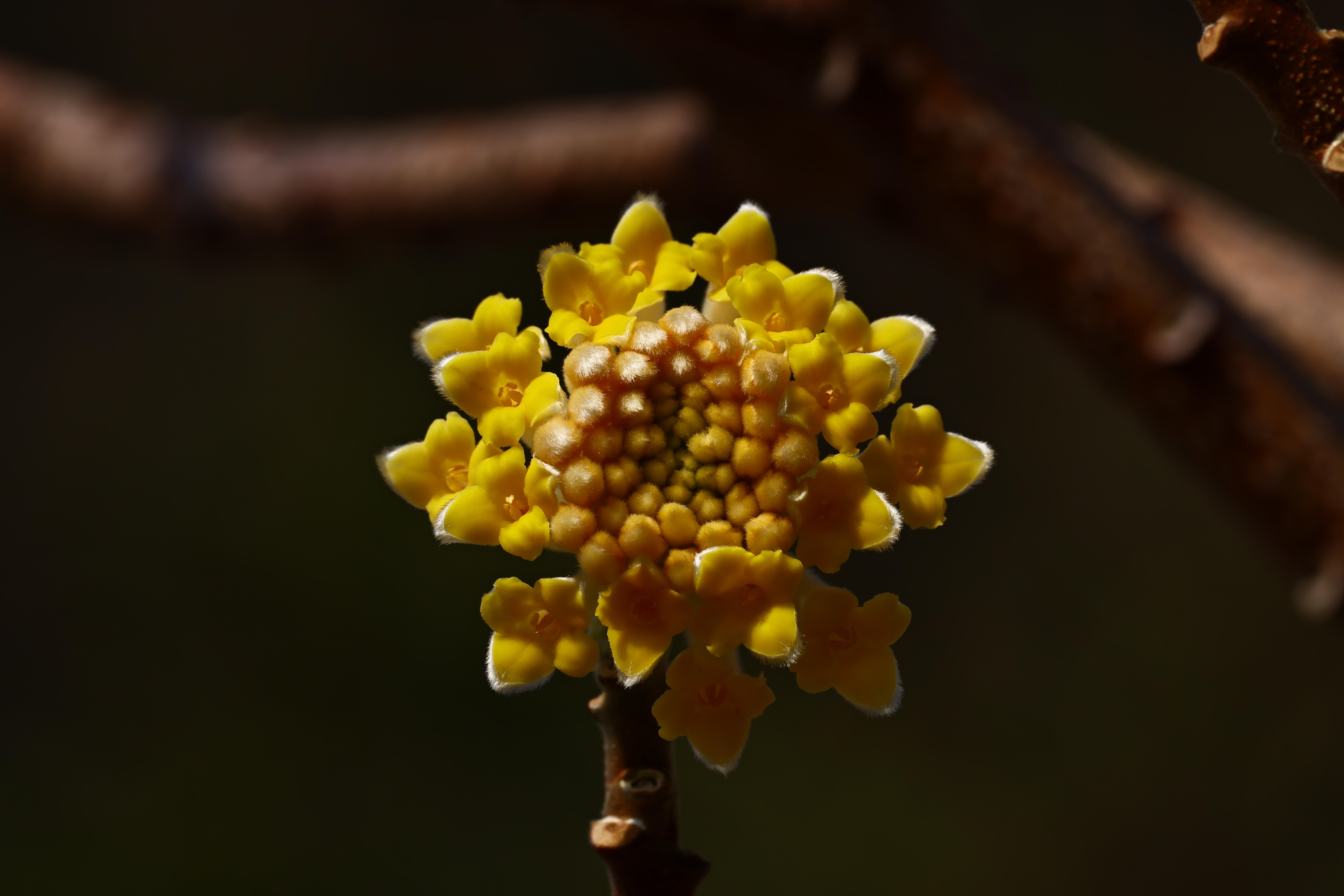 黄瑞香又名结香,说是中国的爱情花.枝可打结,结愿必成