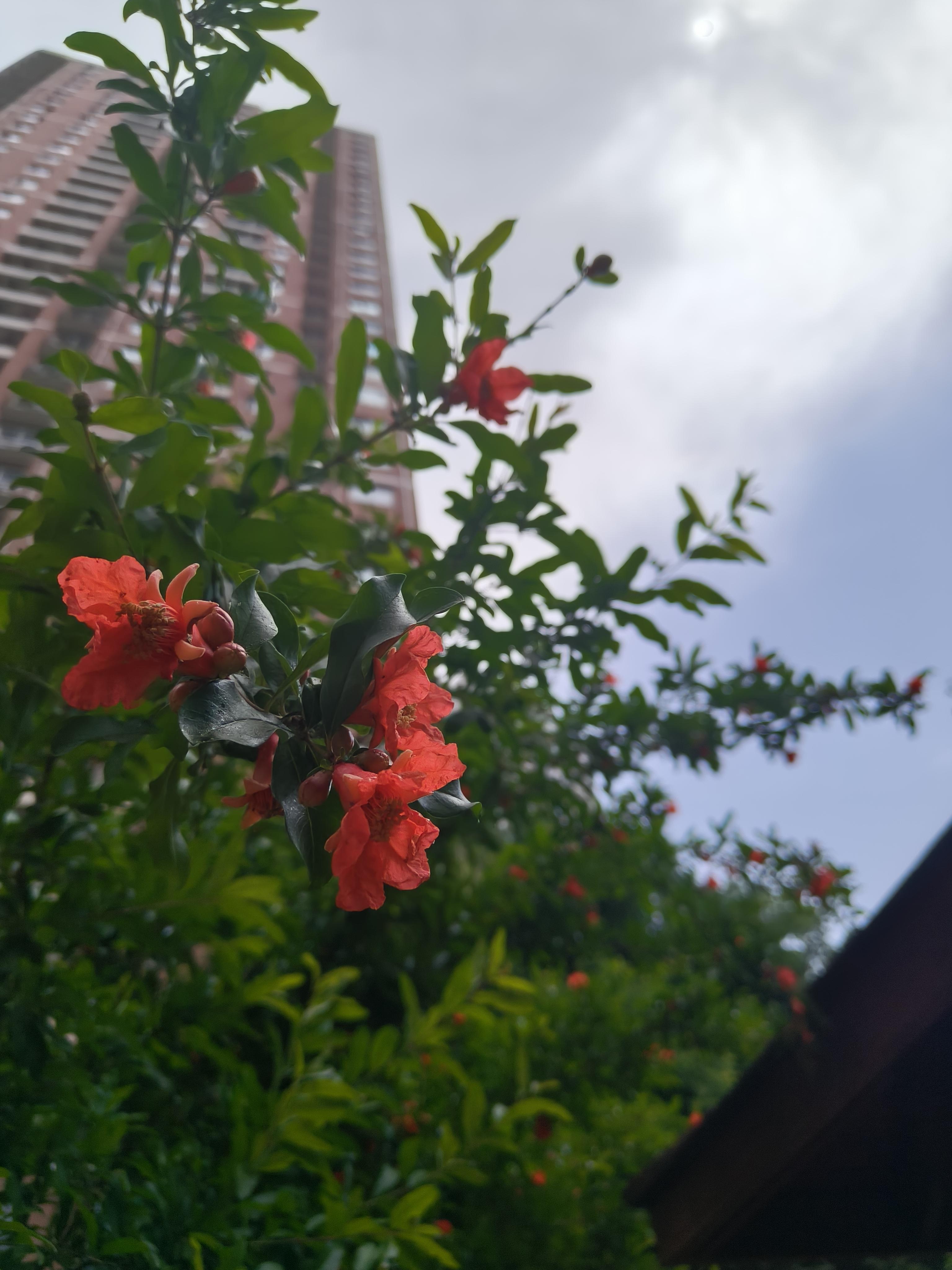 小小鱼 的想法: 石榴花开了