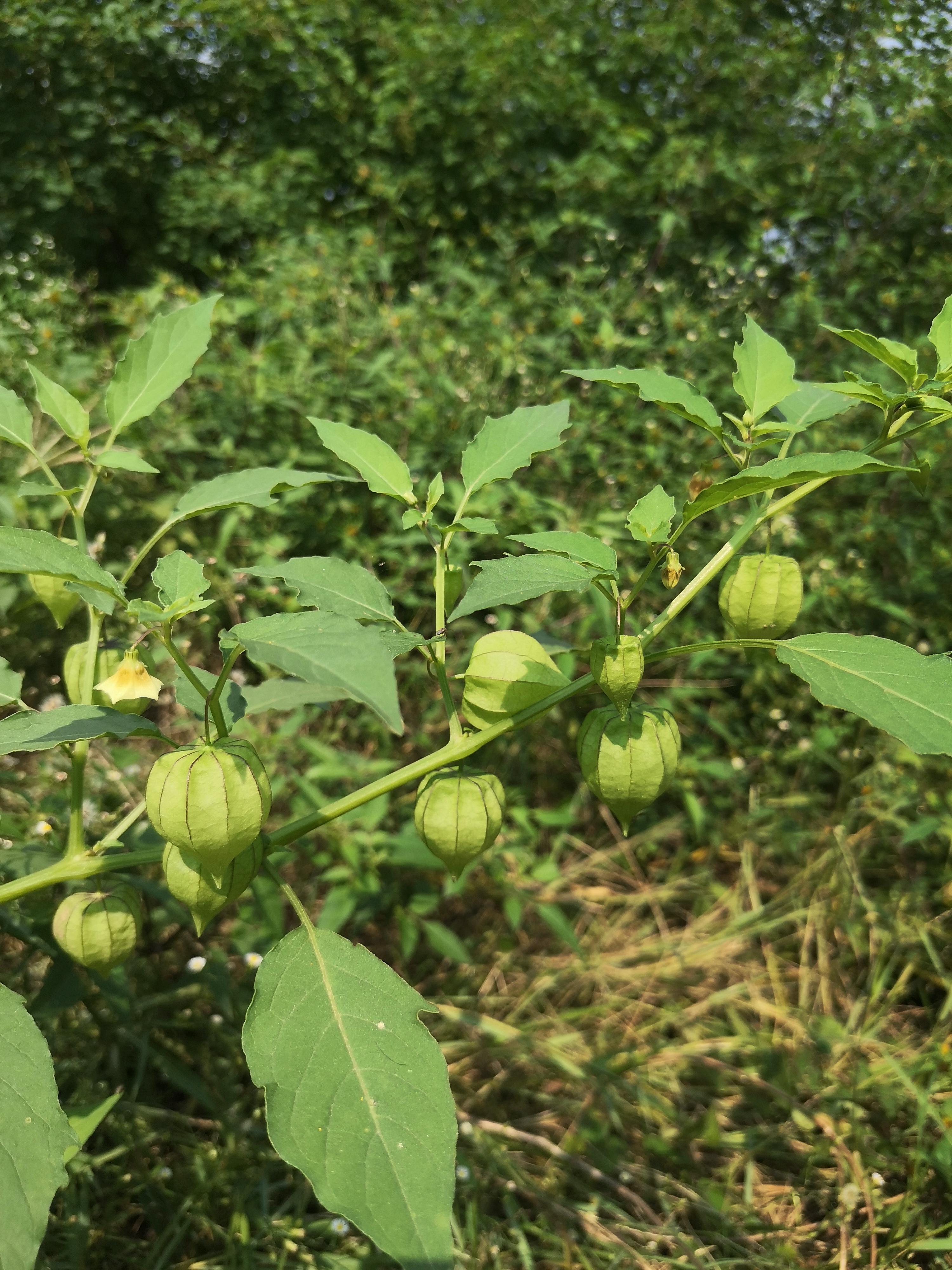 这种路边随处可见的植物,我们小时候就是拿来打着玩