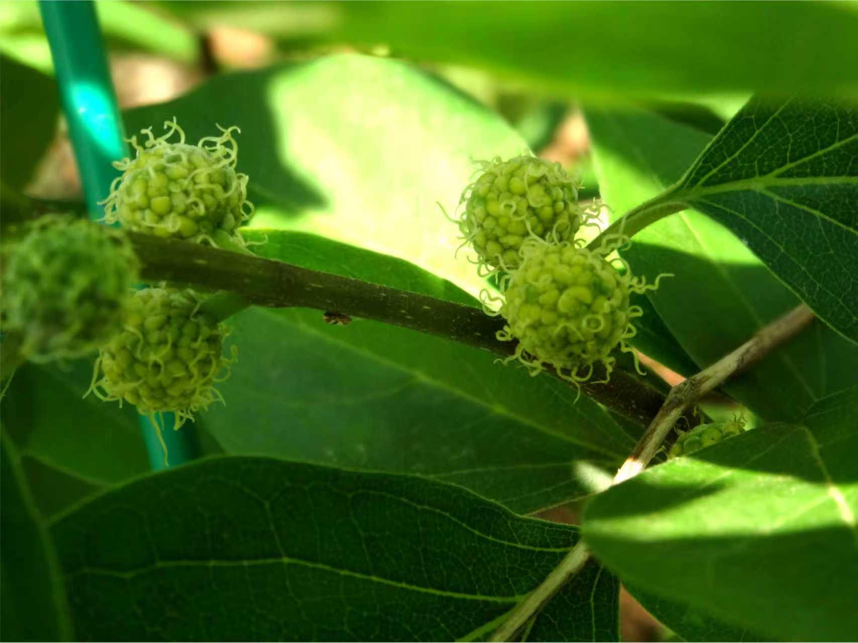静待花开 的想法: 认识柘树:叶形多样,材质珍贵 | 柘树,桑科柘属,落叶灌木或小乔木。主干及小枝上都有坚硬的刺,柘树的… - 知乎