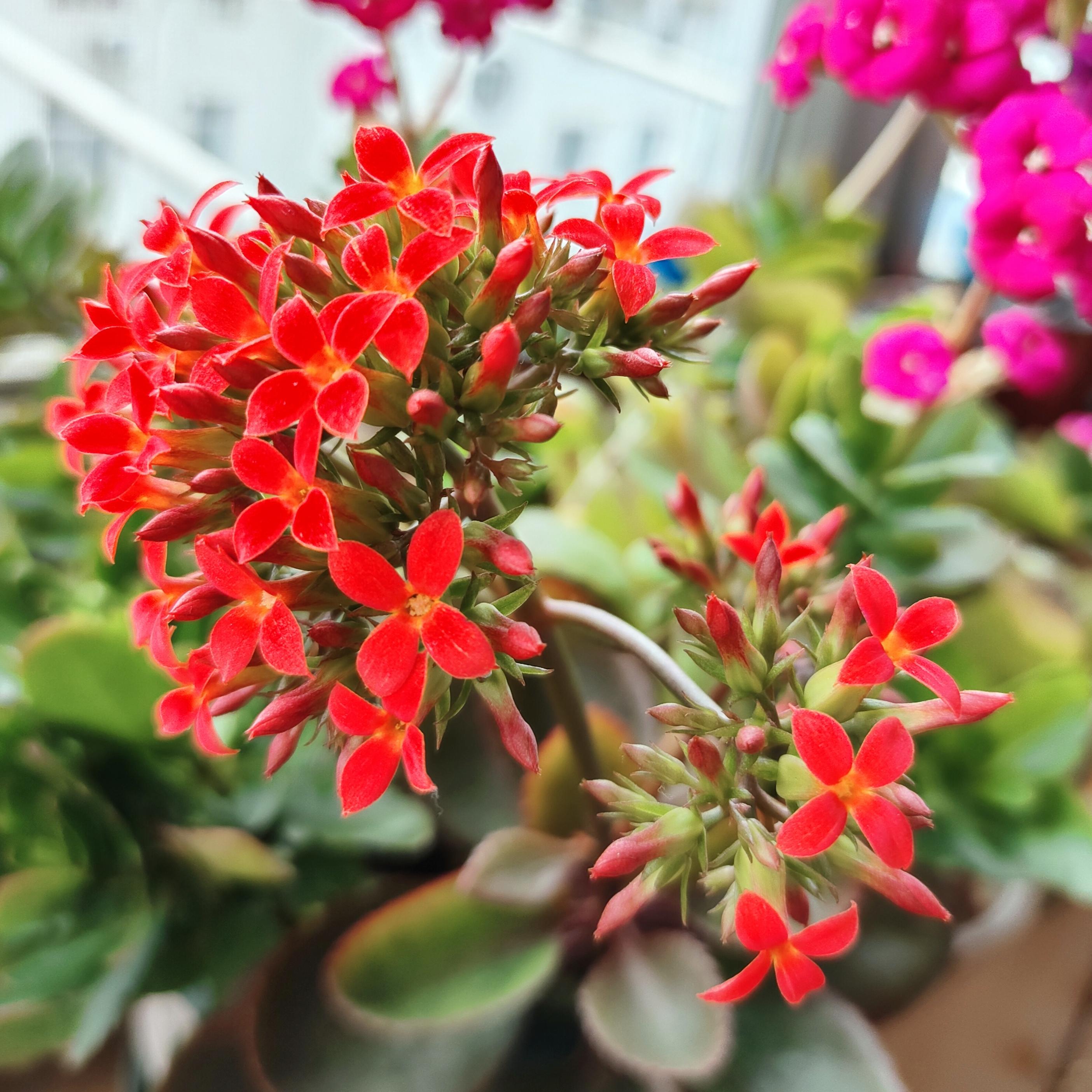 林小草 的想法: 我家阳台上各品种长寿花 | 📸设备:oppo reno10 br>