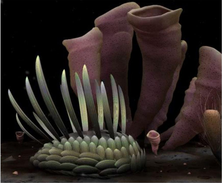 安简默 的想法: 发几张寒武纪的古生物图片,让大家猜猜是什么动物