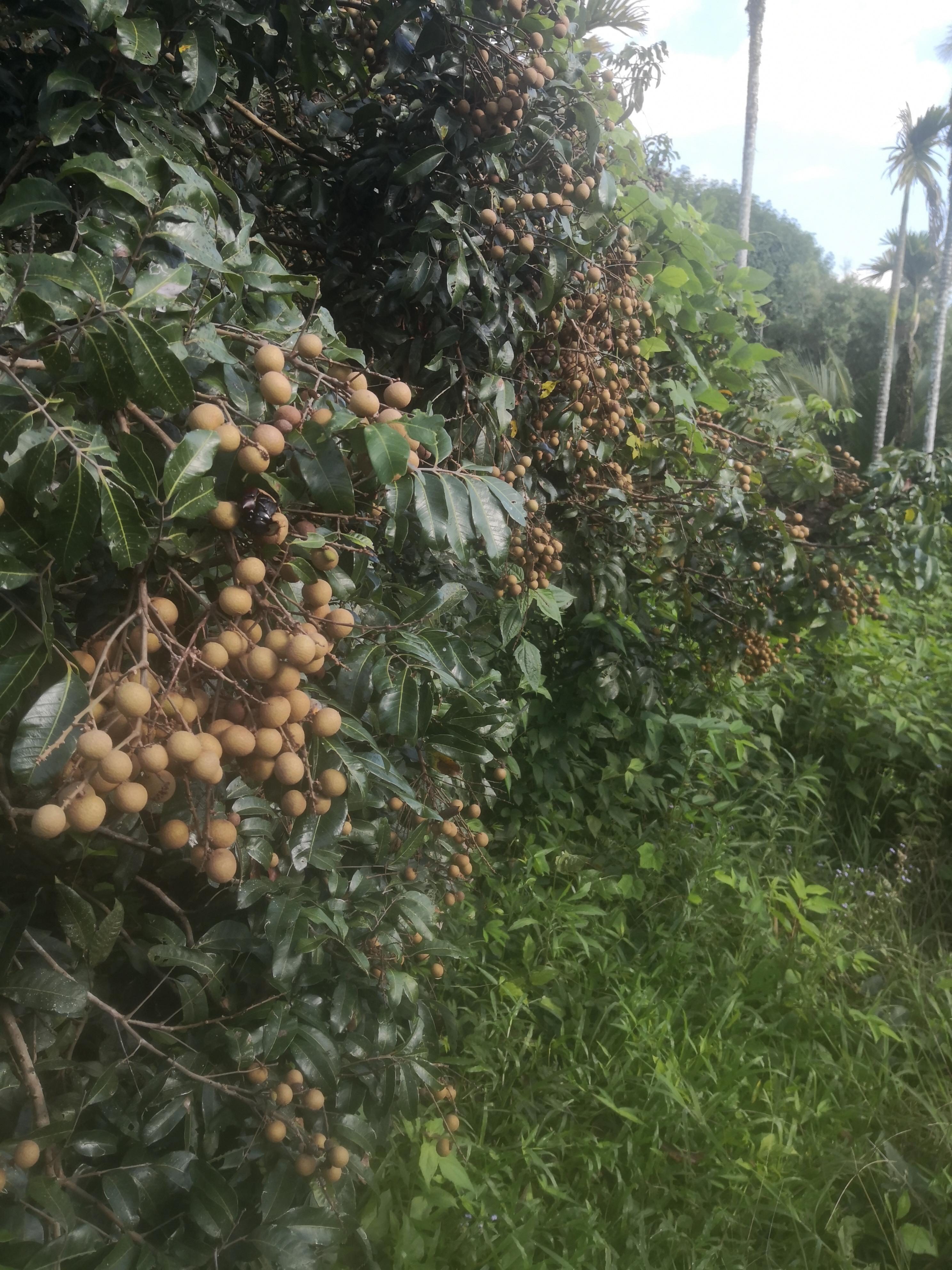 法宏 的想法: 龙眼树