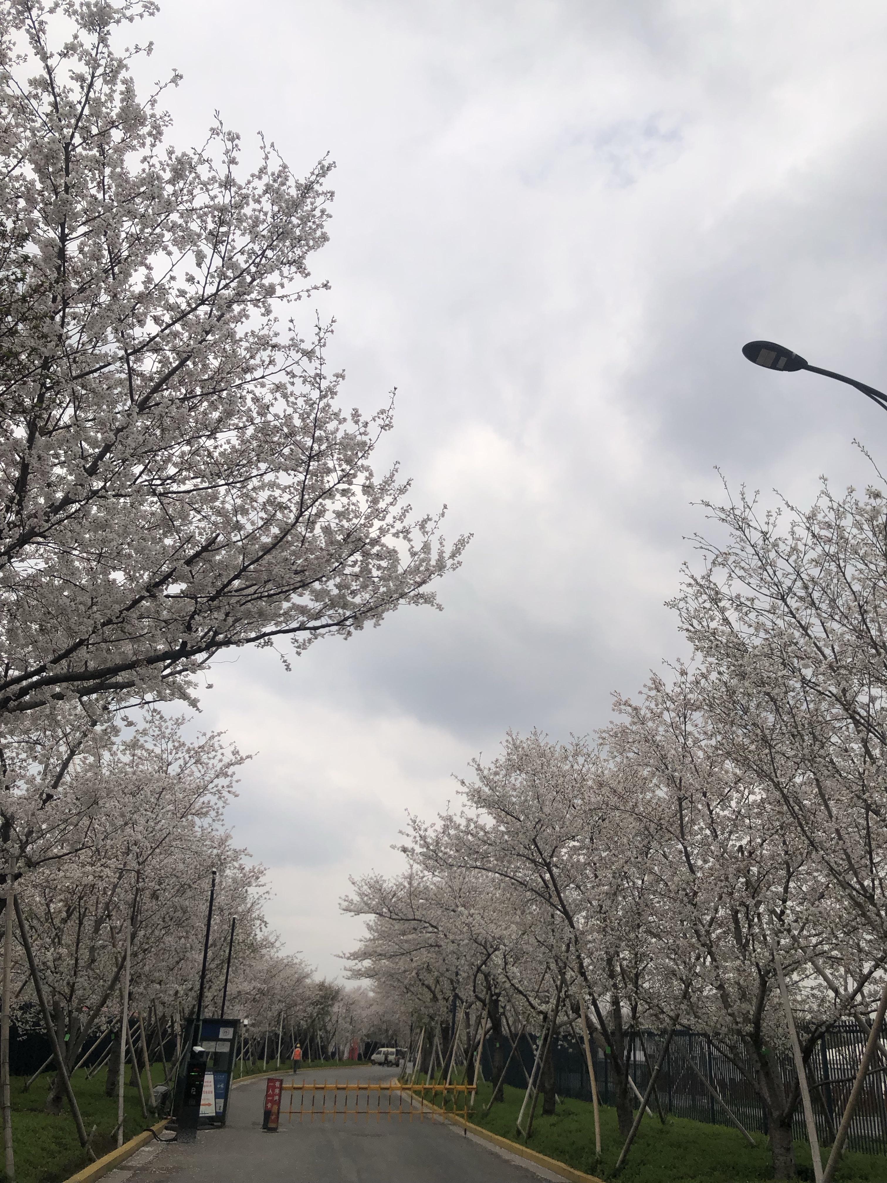 小不点儿的小窝 的想法: 樱花大道