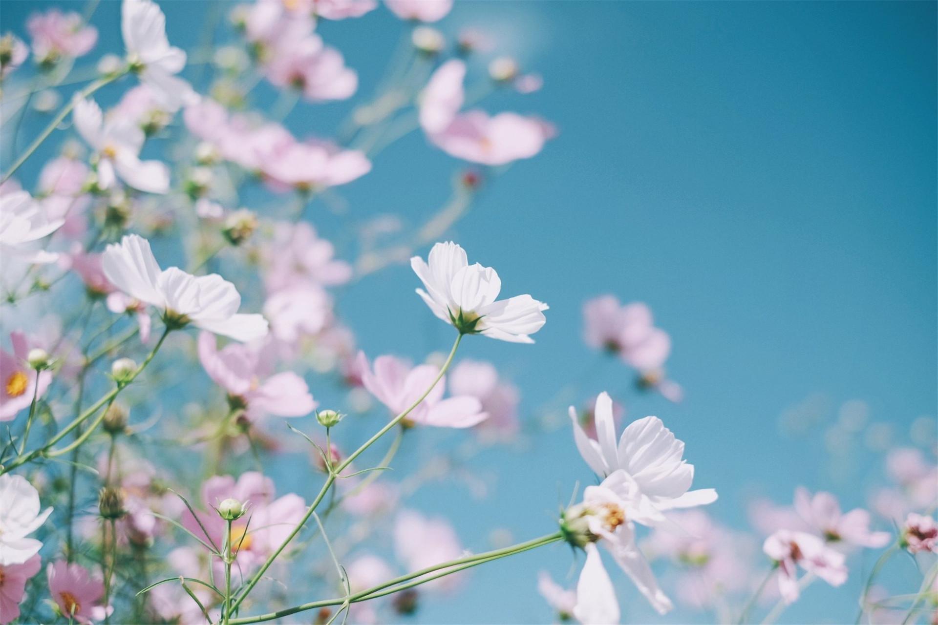 果果 的想法: 唯美的花朵