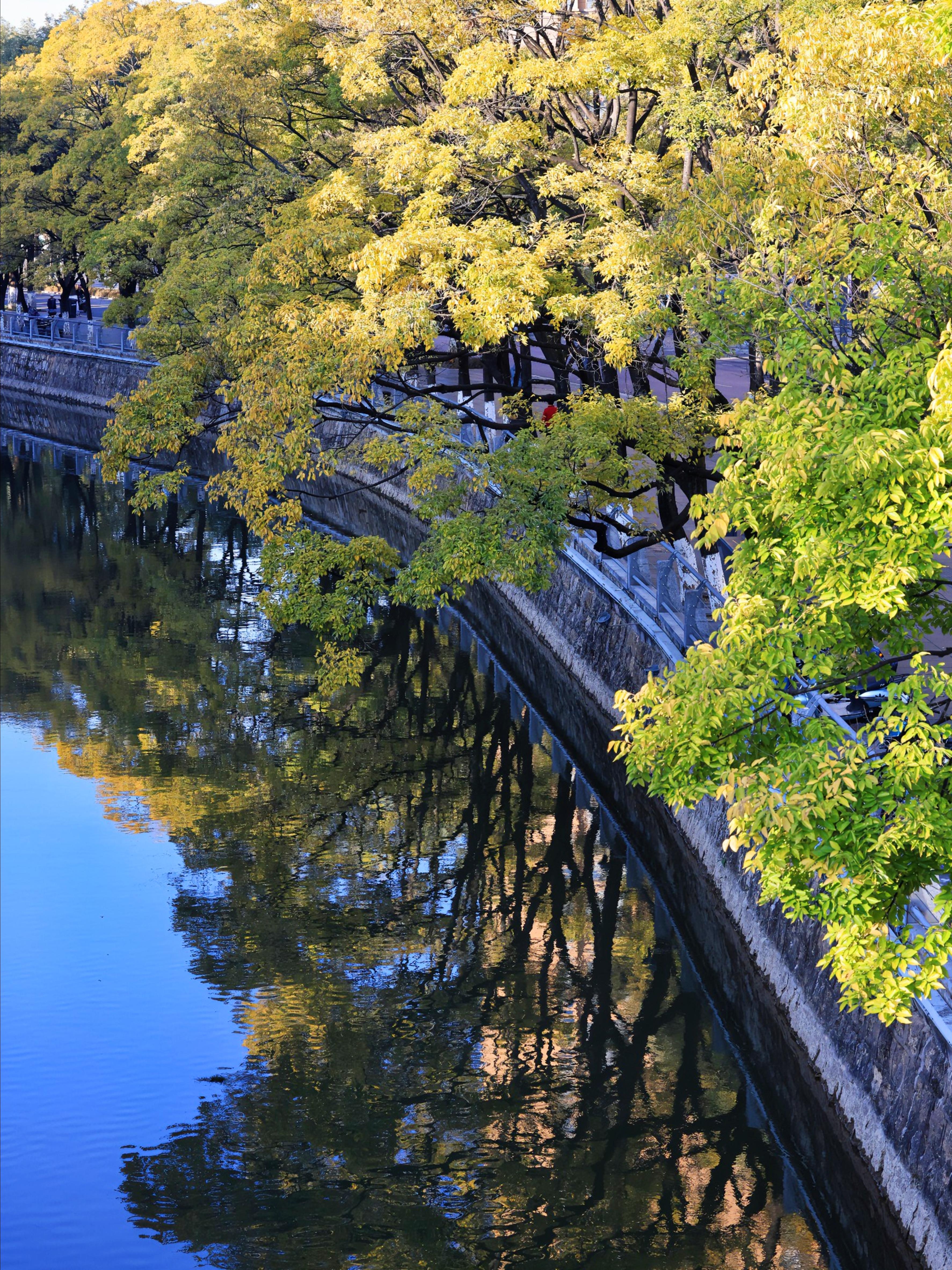 昆明大观河滇朴披金优美如画昆明滇朴冬日美景大观河这边独好滇朴披金