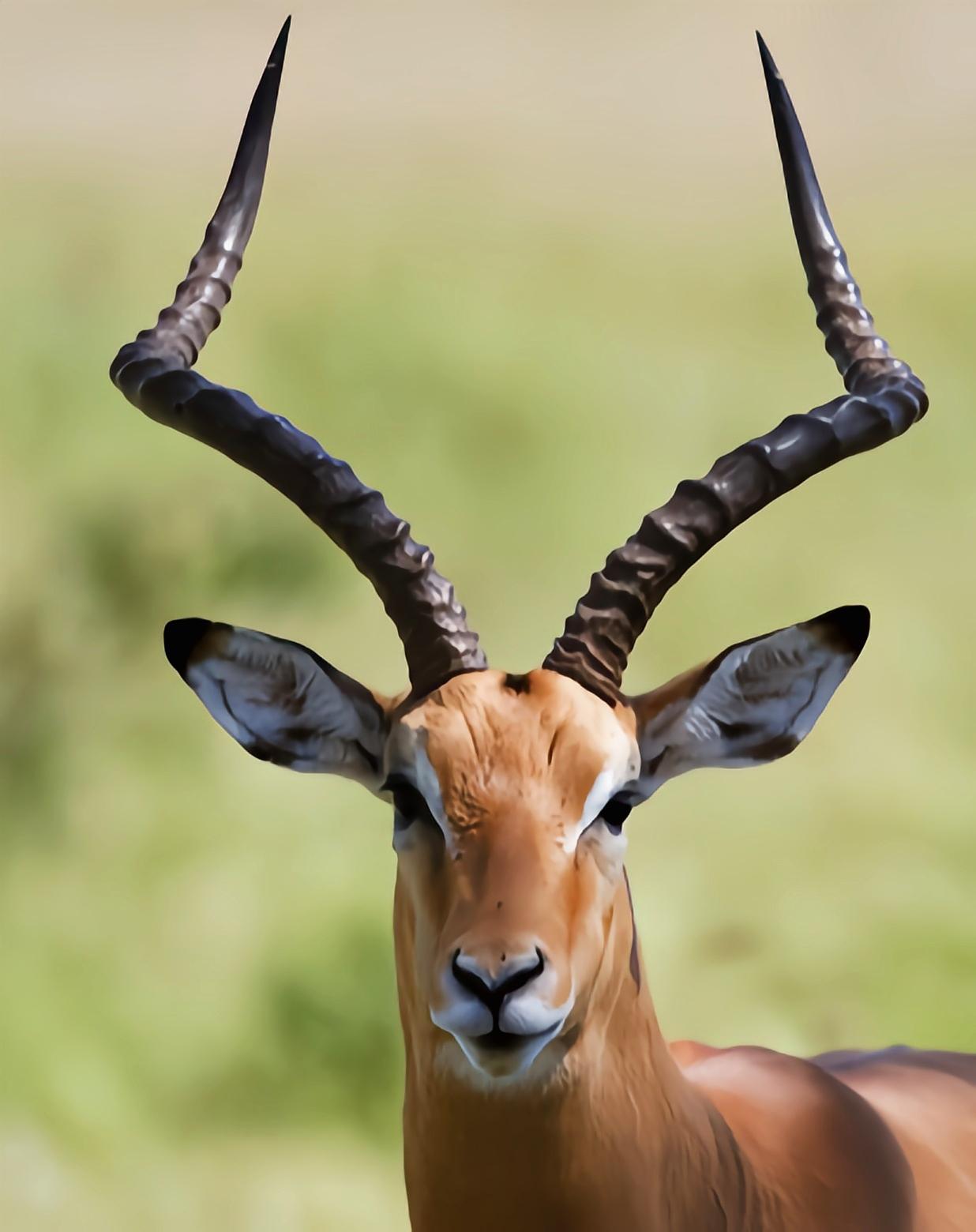 云安之城 的想法: 每天认识一种动物——高角羚 | 高角羚别名飞羚,黑