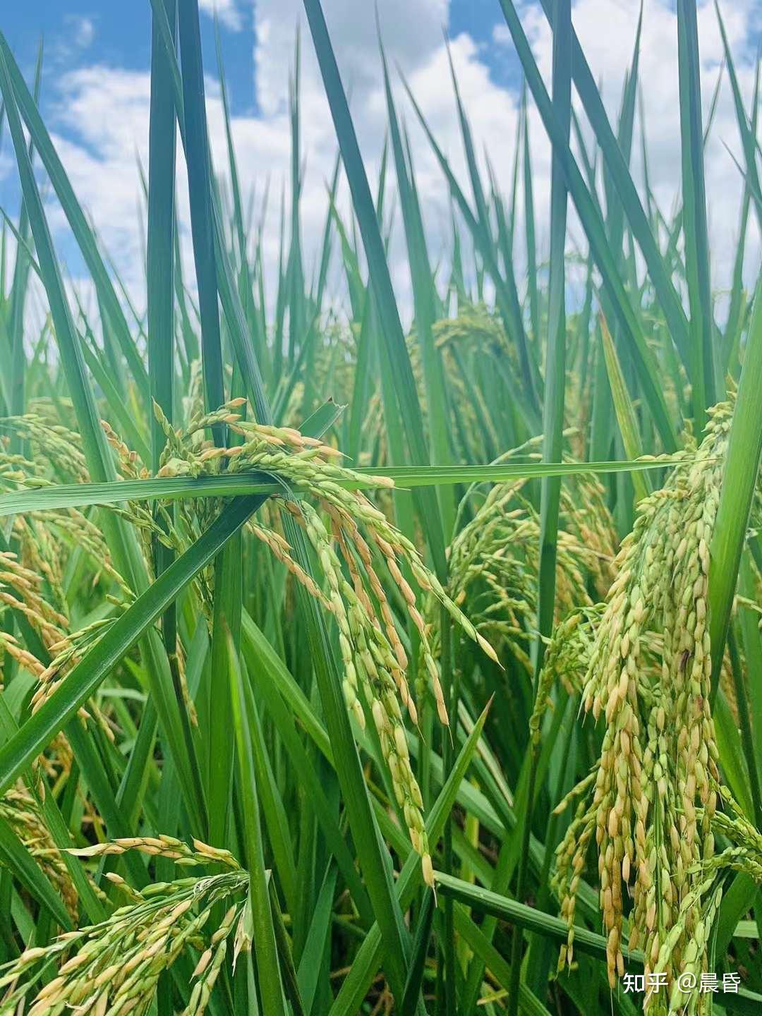 晨昏 的想法: 籼稻和粳稻籼稻有20%左右为直链淀粉,种植于热带和亚热带地区,去壳后为籼米,外观细长,透明度低,食用… - 知乎