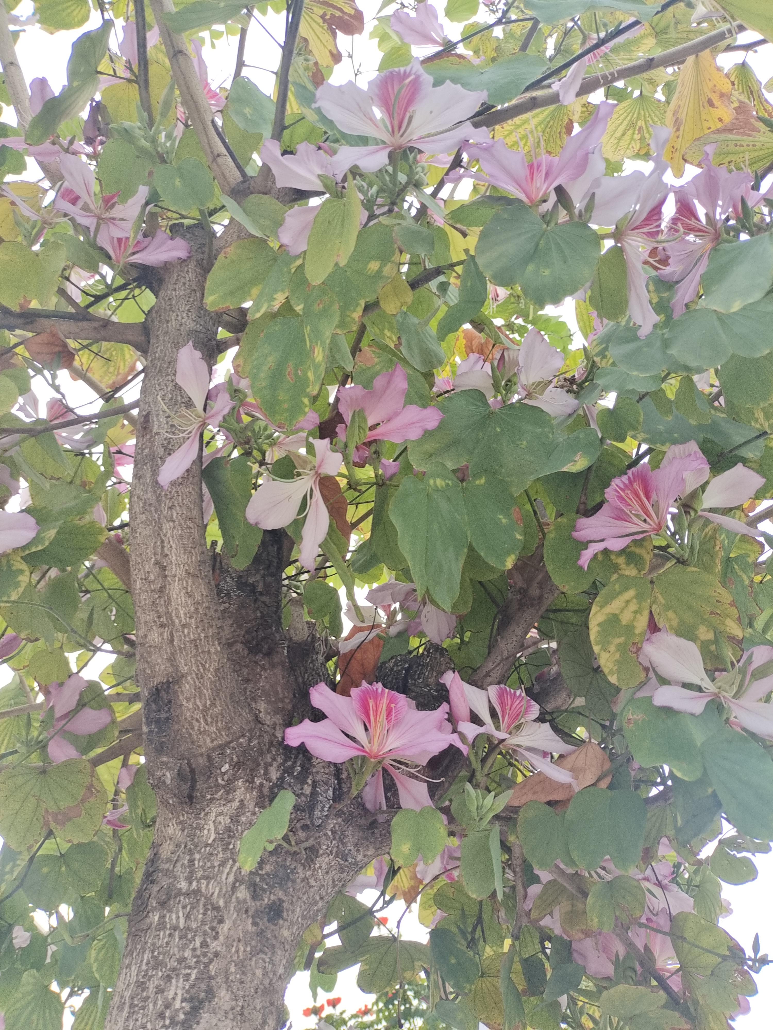 在红艳艳的花树间,格外耀眼.白花羊蹄甲 ,吃出