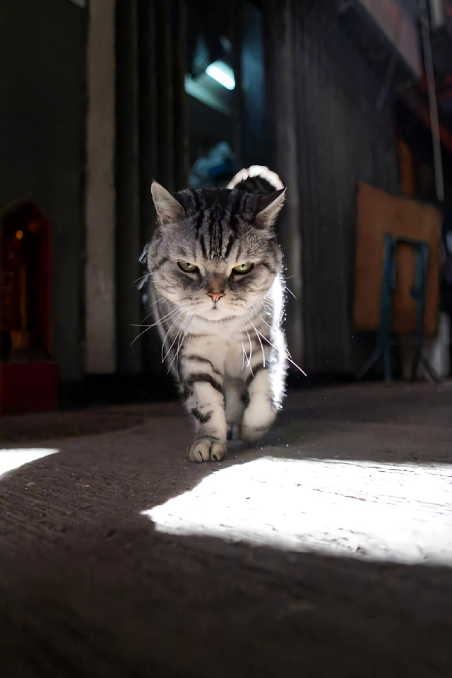 的想法: 猫猫图片分享 | 非常可爱的猫猫图 br>霸气侧漏的小猫咪哟 br