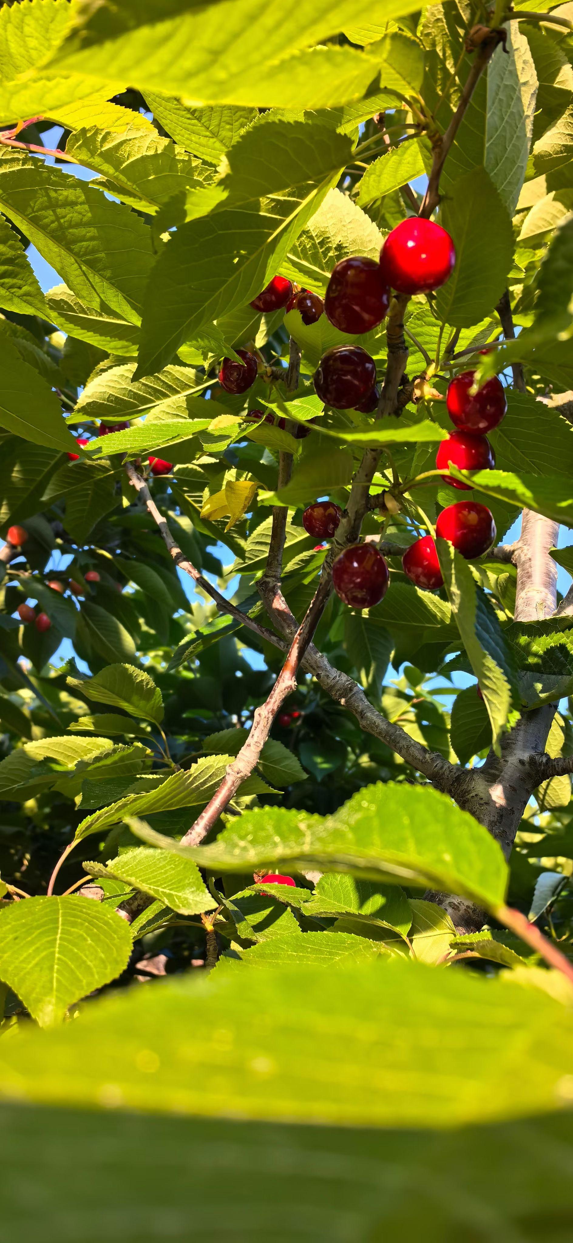 琳奕 的想法: 樱桃季