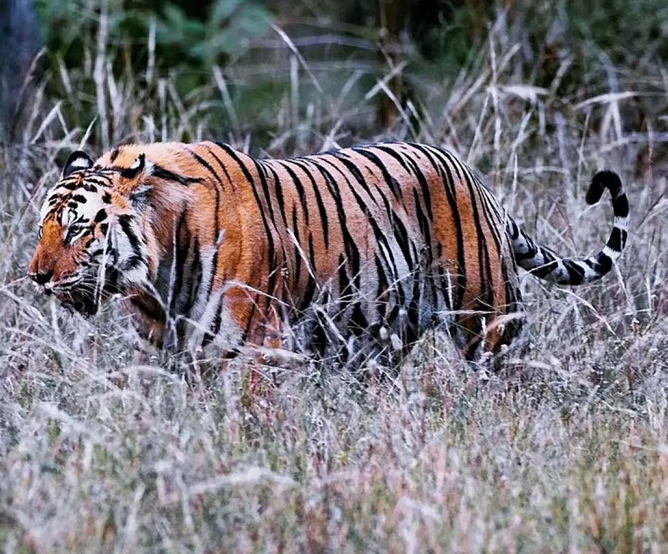 伟哥超级故事会 的想法: 孟加拉虎,堪称大自然的威猛杰作