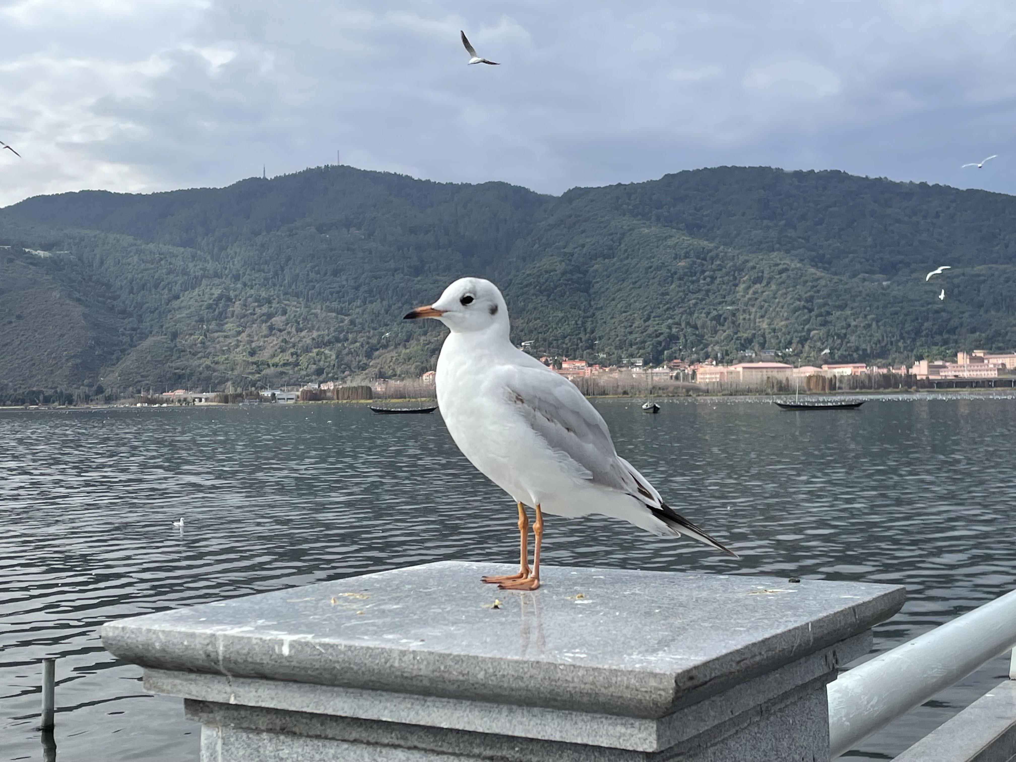 的想法: 昆明西山"睡美人"与海鸥