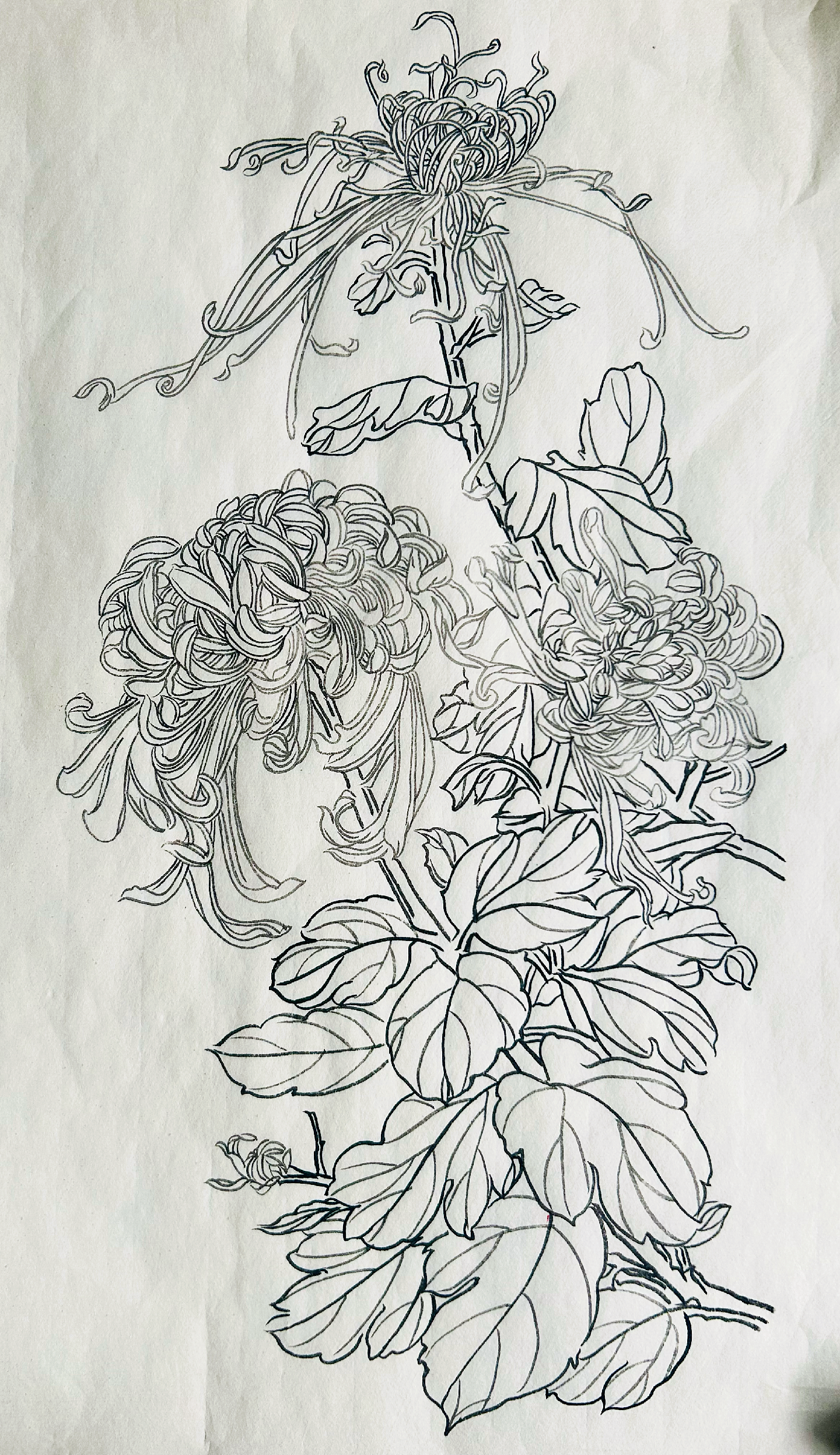 静观斋 的想法: 国画白描花鸟练习之十九