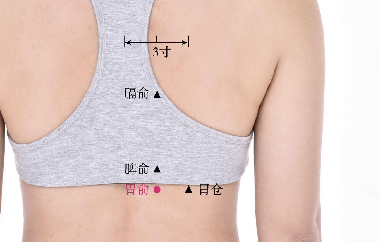 胃俞 足太阳膀胱经位置:在第十二椎下,两旁各一寸五分