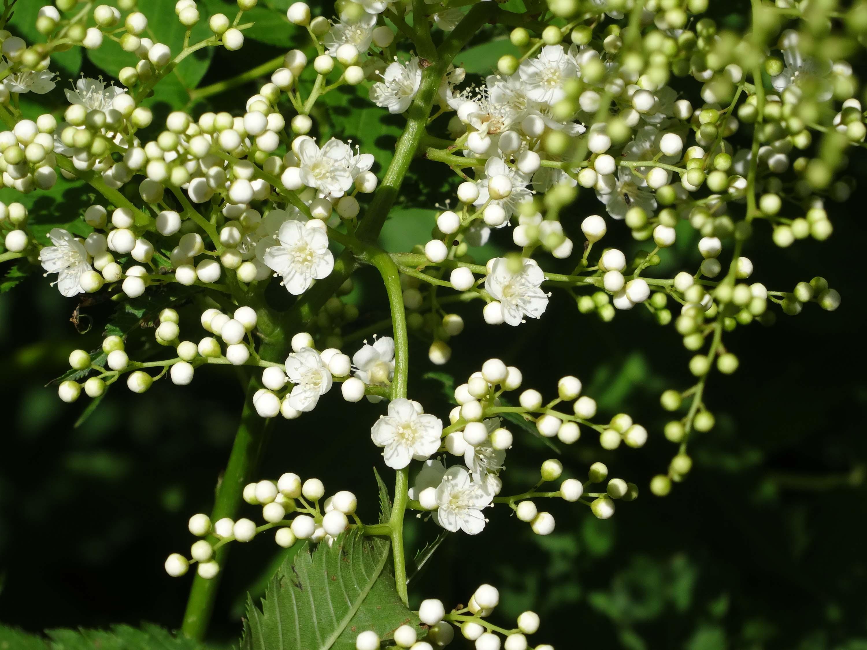 珍珠梅的花骨朵儿很像珍珠啊,花开得很繁盛,朵朵花都很精致,耐看!