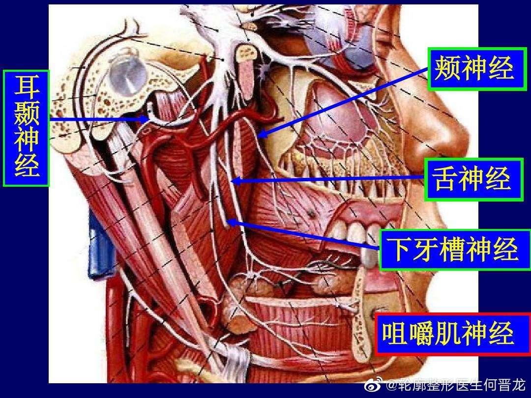 轮廓小助理 的想法: 下颌神经走向: 由卵圆孔出颅腔,经颞下凹下行,从下颌孔进入下颌管,分支出颏孔至颏部。#何晋龙颌面整形 … - 知乎
