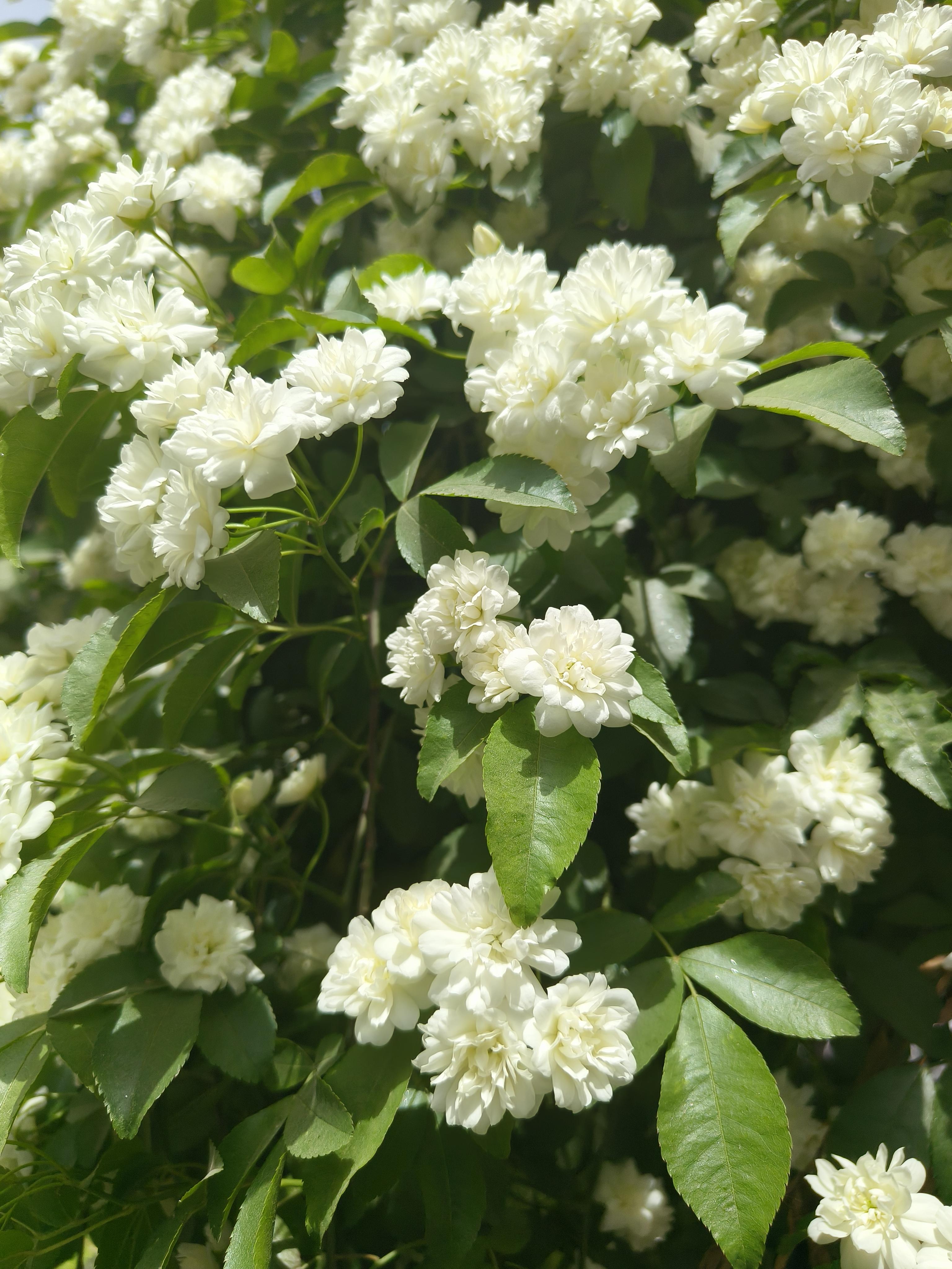 木香花(学名:rosa banksiae aiton),别名七里香,木香,是