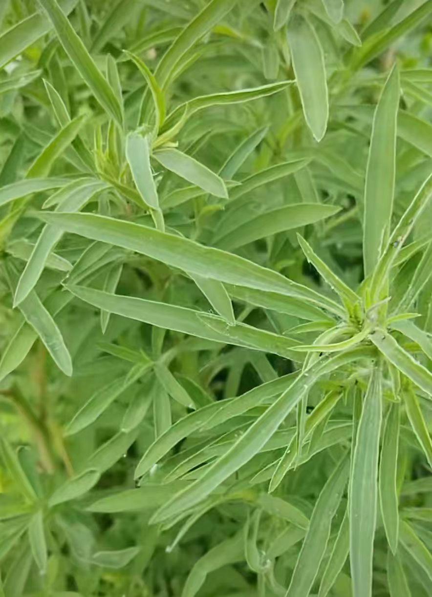 修心 的想法: 扫帚菜
