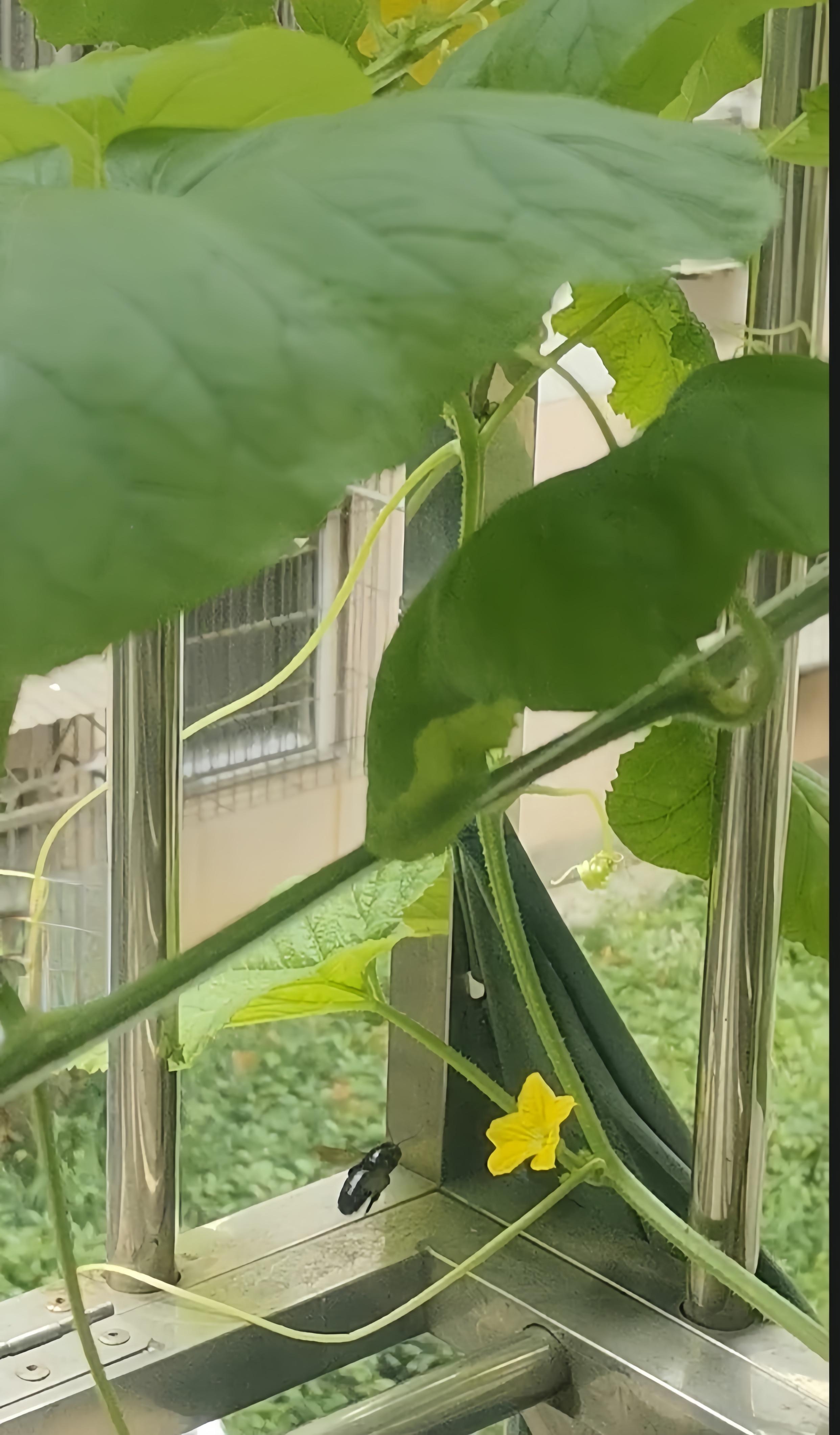 梧桐夕语 的想法: 金龟子